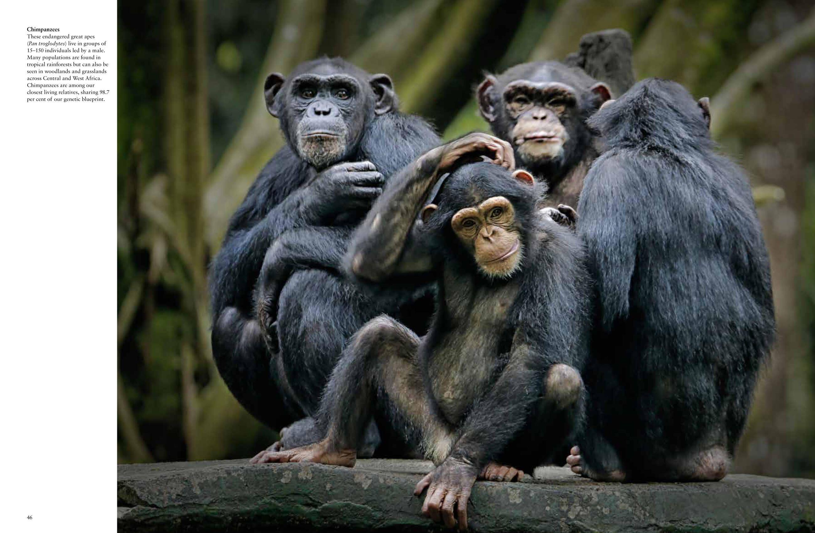 Beispielinhalt (Bild) Forest Animals