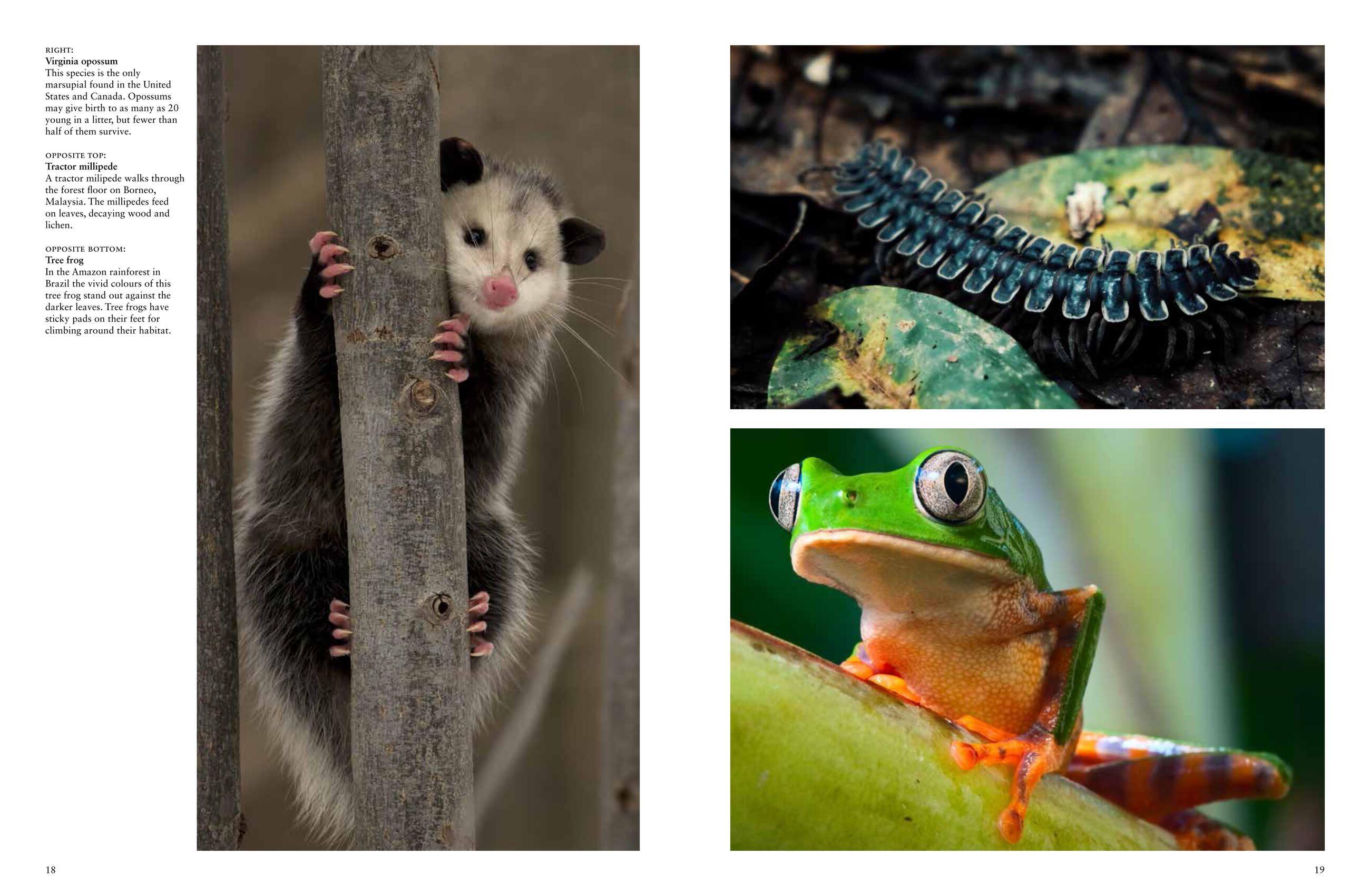 Beispielinhalt (Bild) Forest Animals