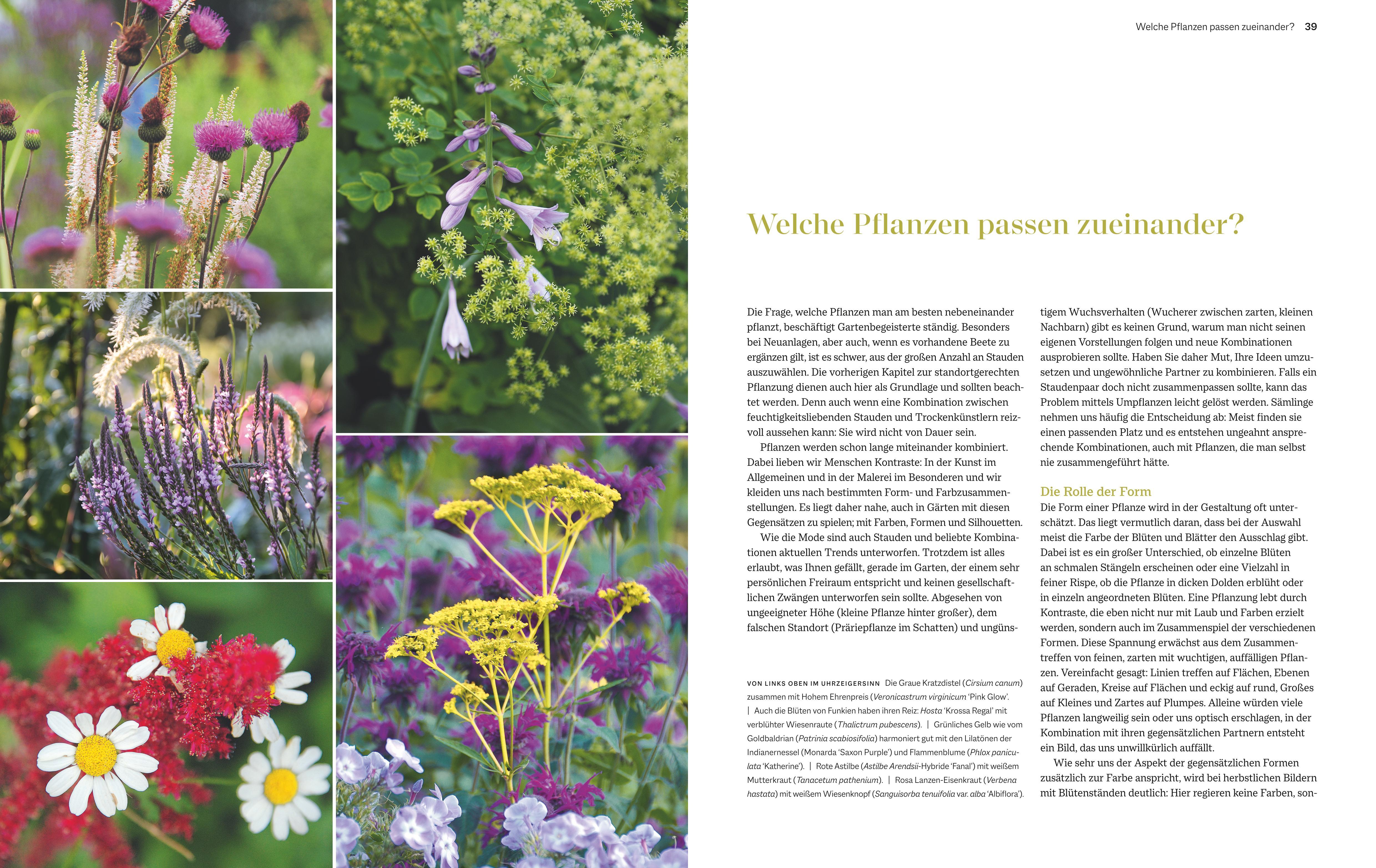 Beispielinhalt (Bild) Immerblühende Beete