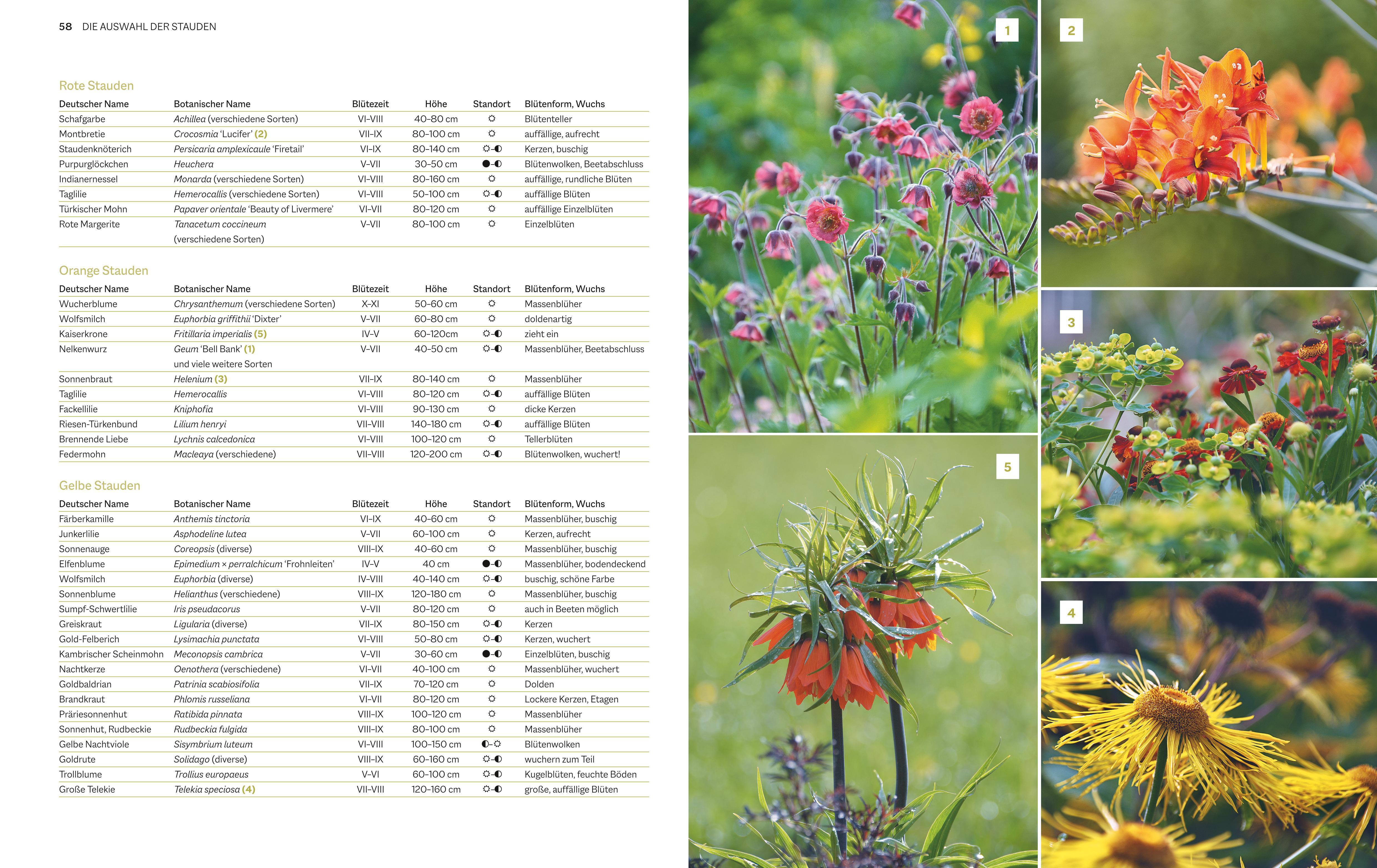 Beispielinhalt (Bild) Immerblühende Beete