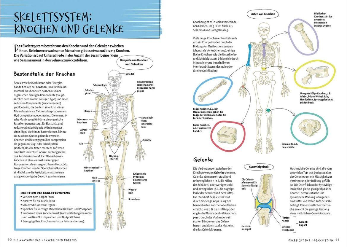 Beispielinhalt (Bild) Die Anatomie des Menschlichen Körpers