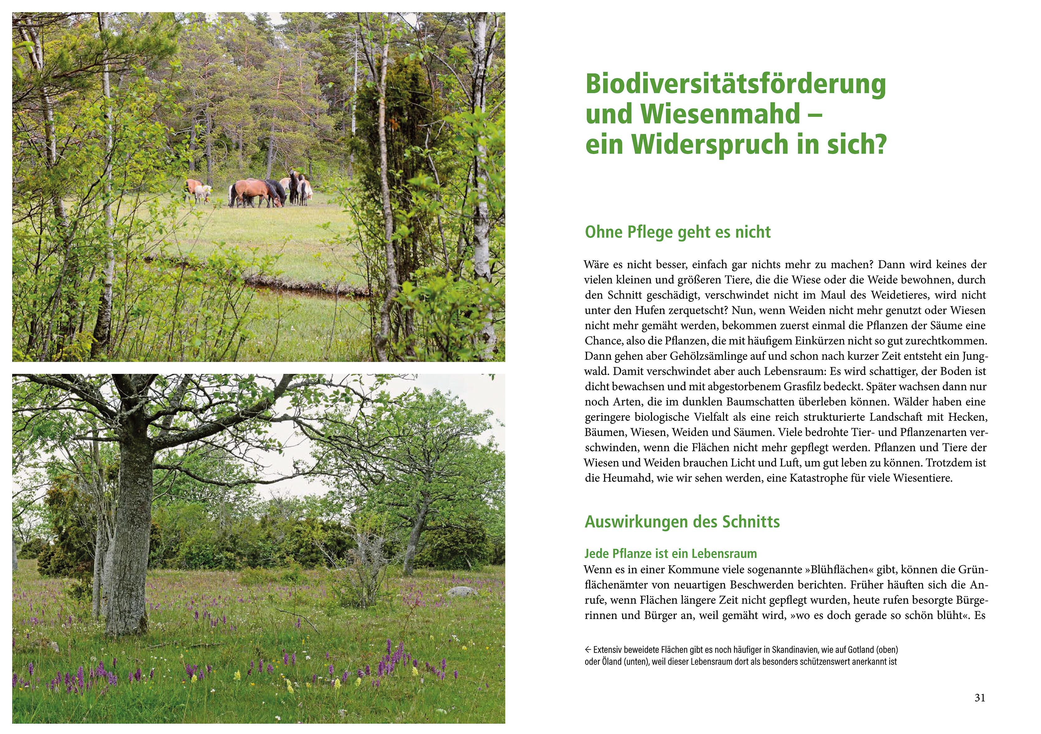 Beispielinhalt (Bild) Die Rasen-Revolution