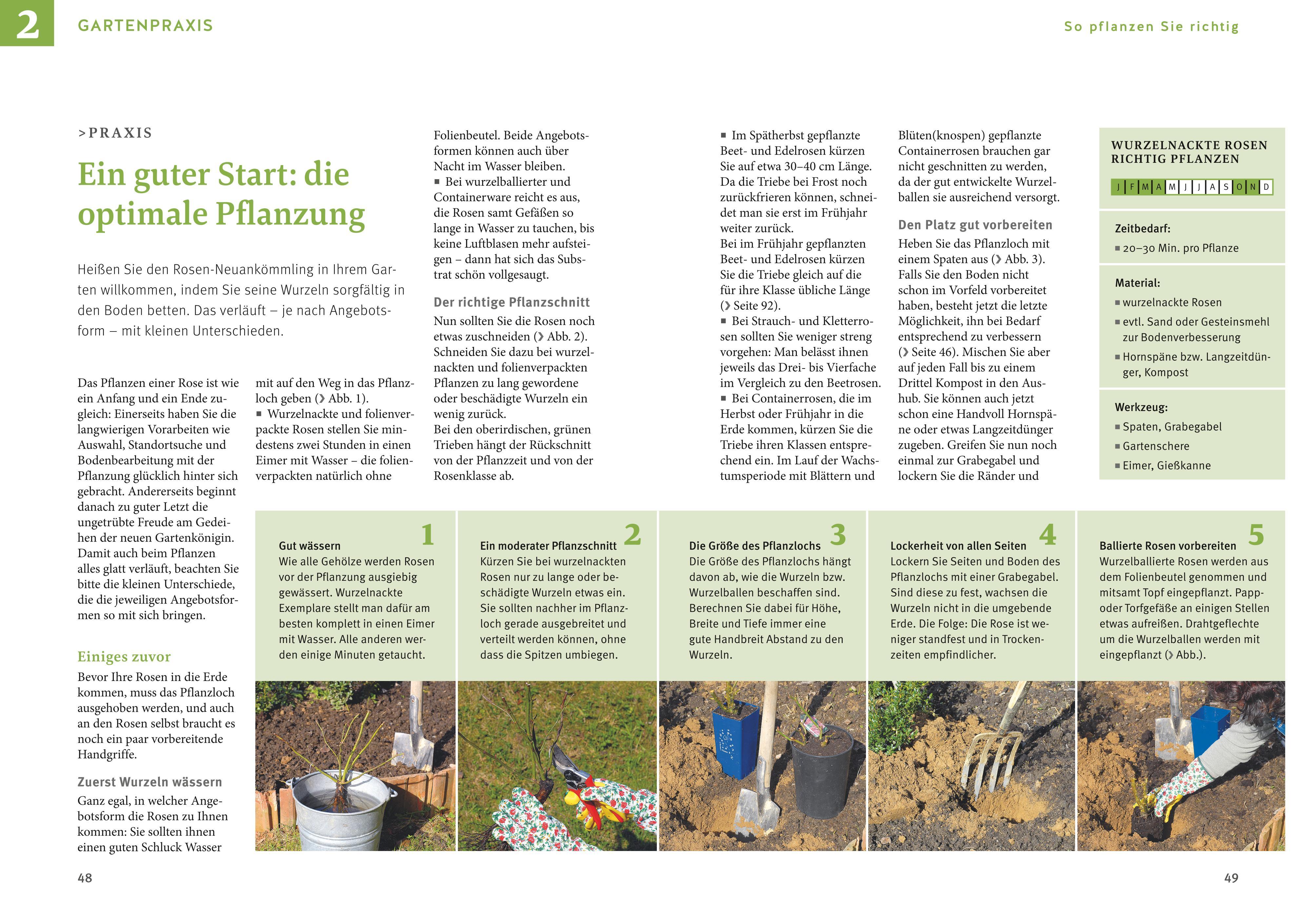 Beispielinhalt (Bild) Rosen pflegen