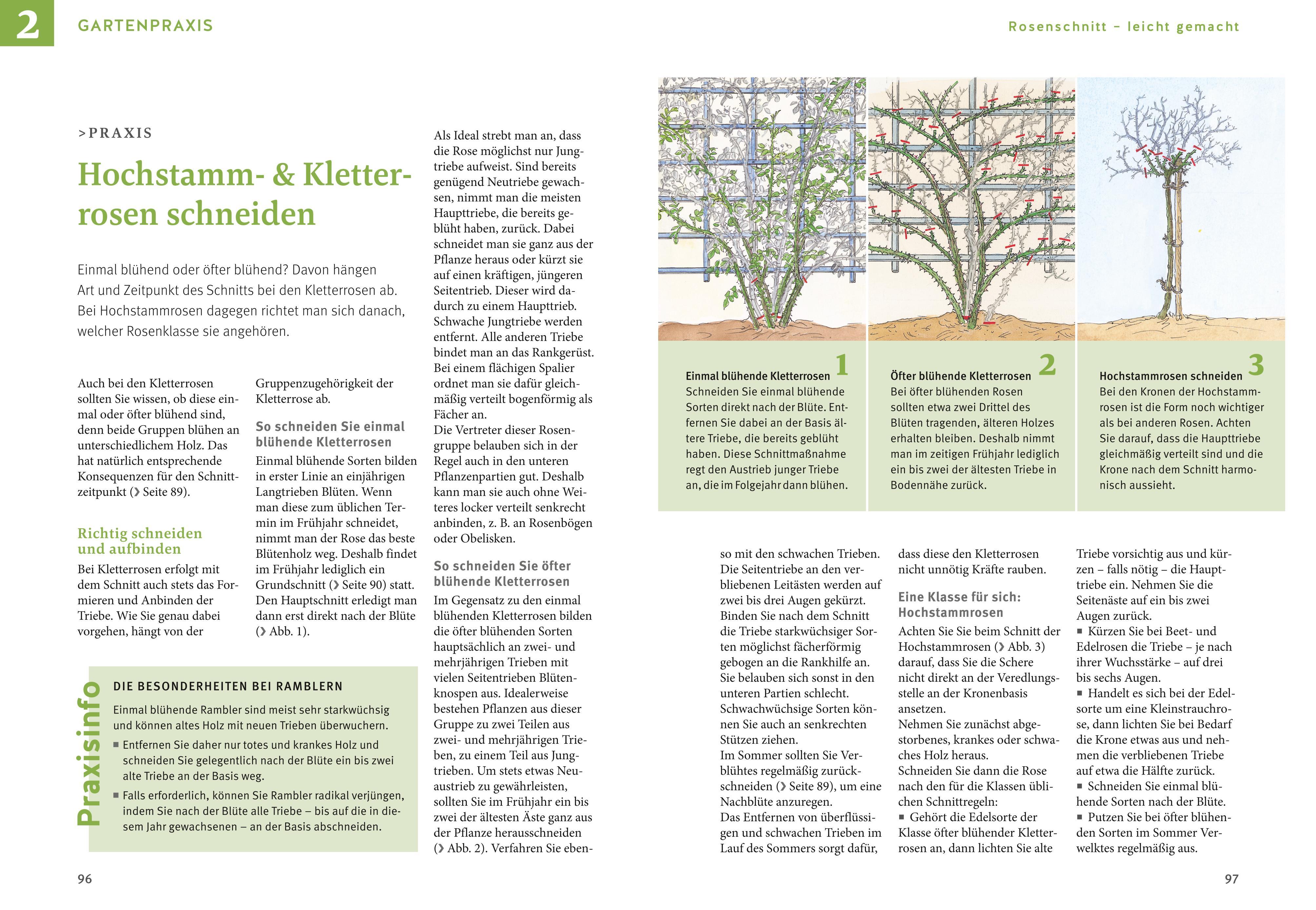 Beispielinhalt (Bild) Rosen pflegen