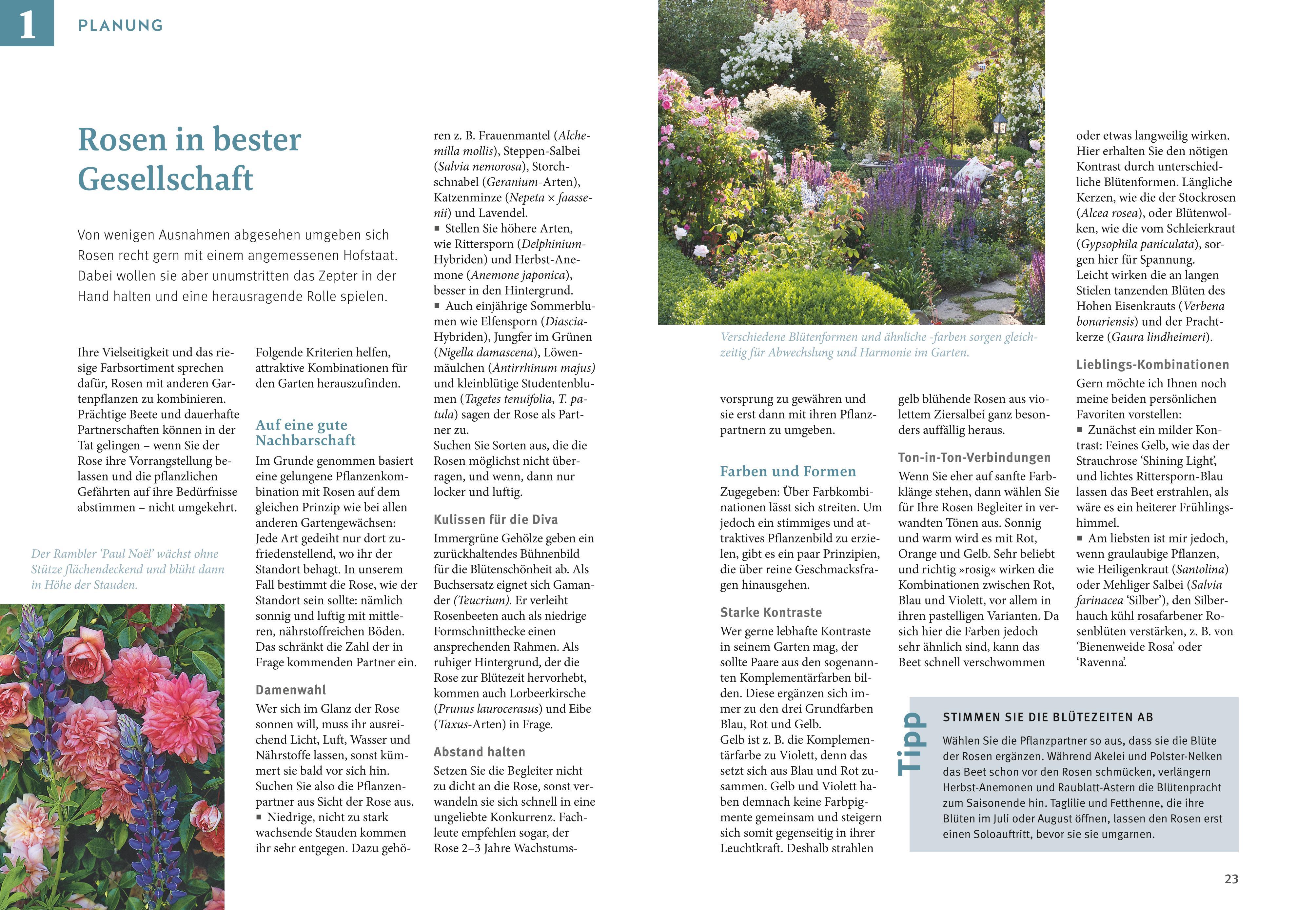 Beispielinhalt (Bild) Rosen pflegen