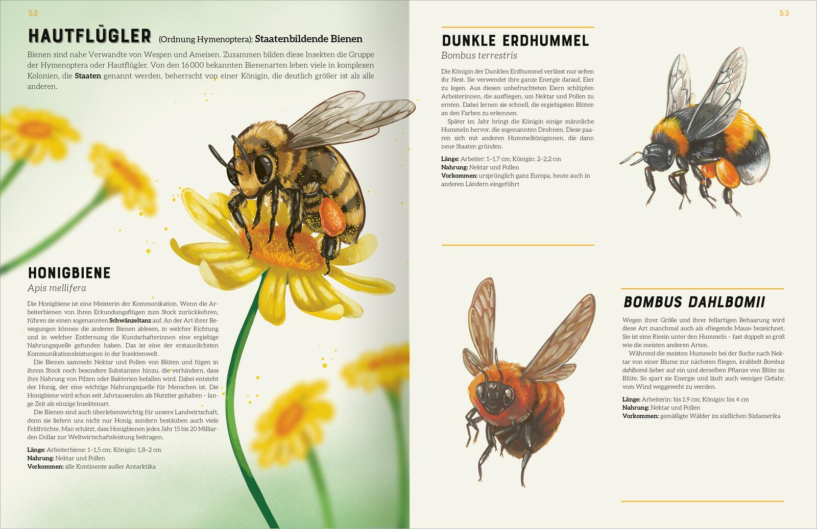 Beispielinhalt (Bild) Das große Lexikon der Insekten