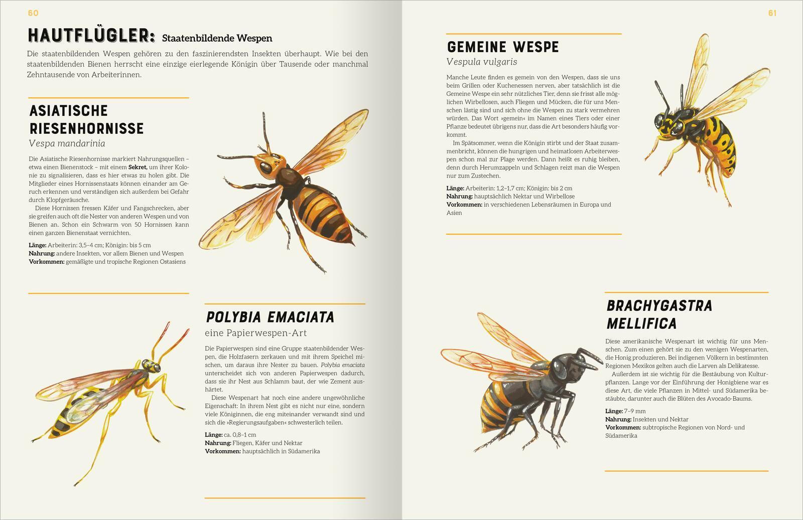 Beispielinhalt (Bild) Das große Lexikon der Insekten