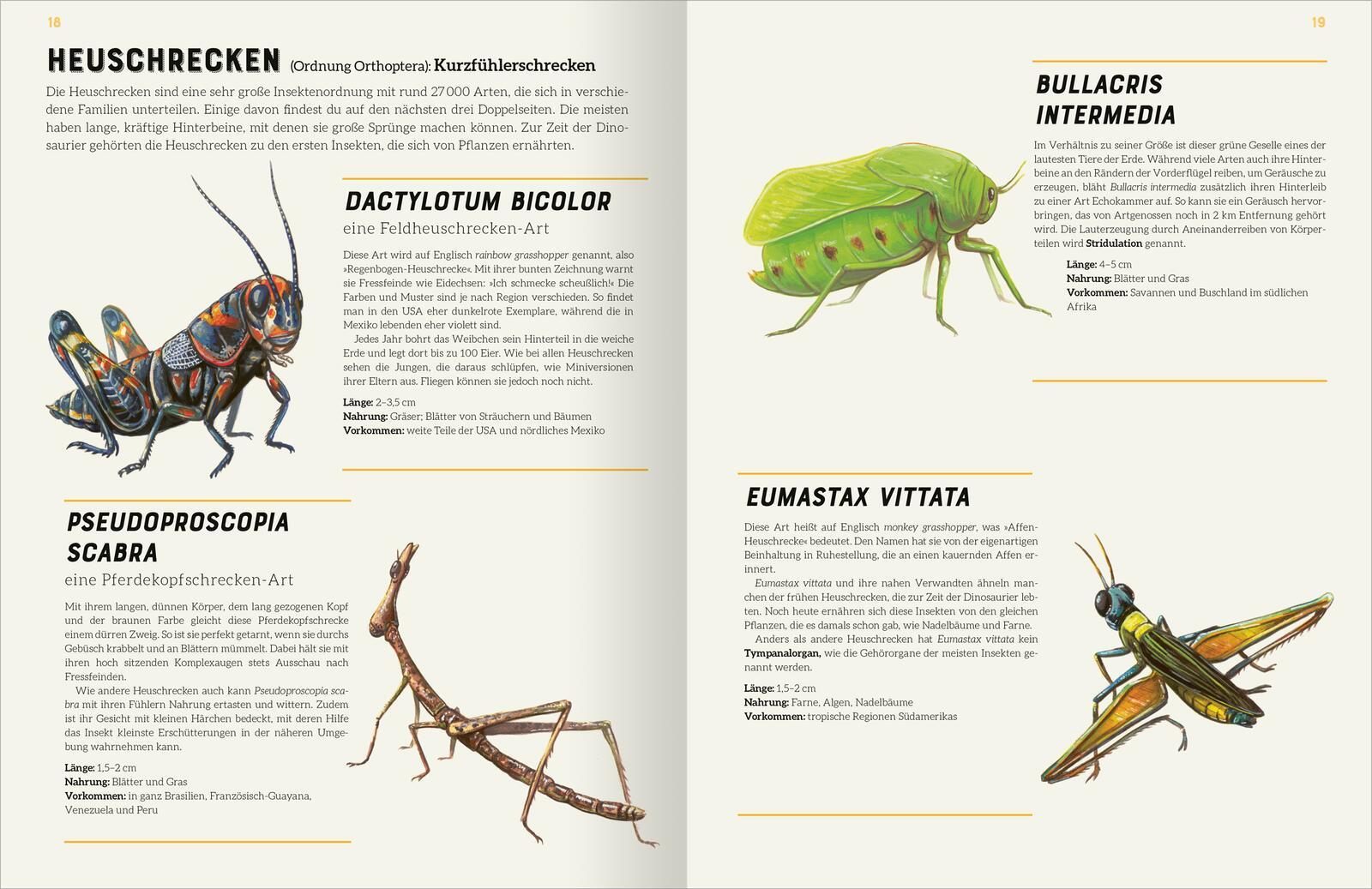 Beispielinhalt (Bild) Das große Lexikon der Insekten