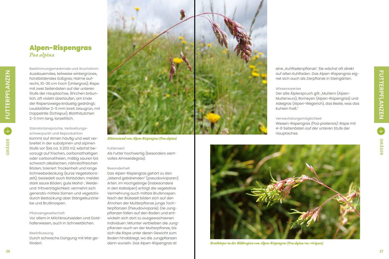 Beispielinhalt (Bild) Praxisführer Almpflanzen