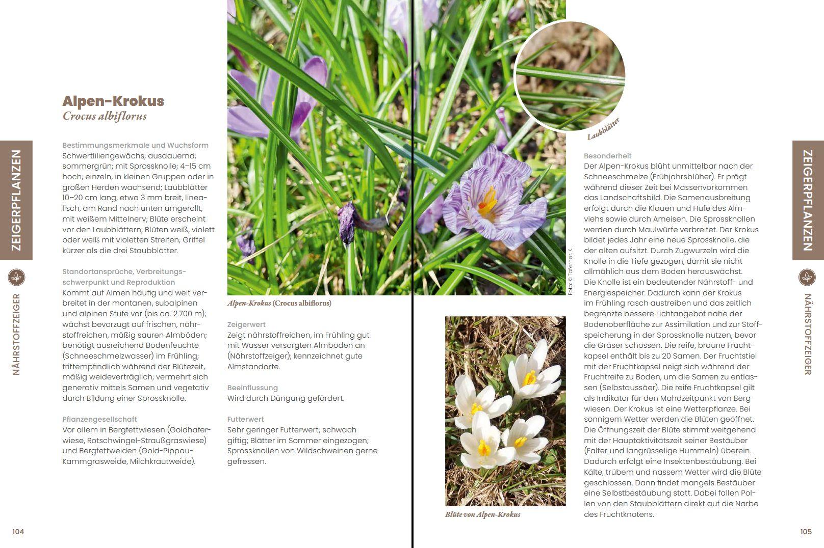 Beispielinhalt (Bild) Praxisführer Almpflanzen