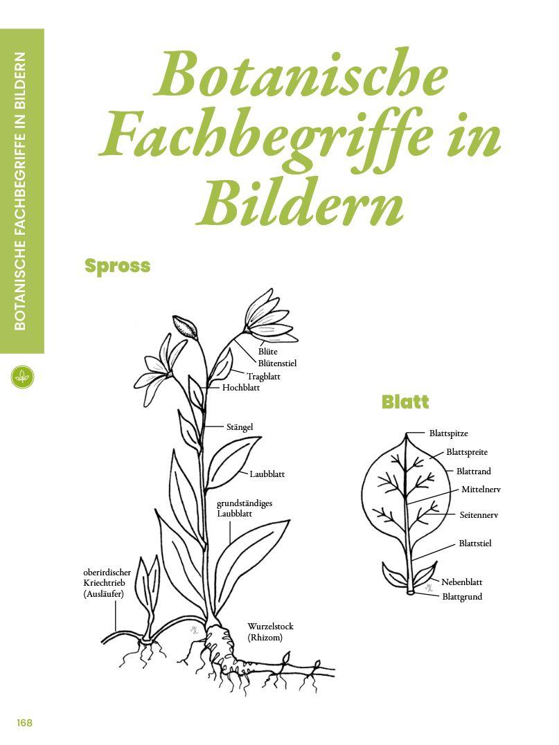 Beispielinhalt (Bild) Praxisführer Almpflanzen
