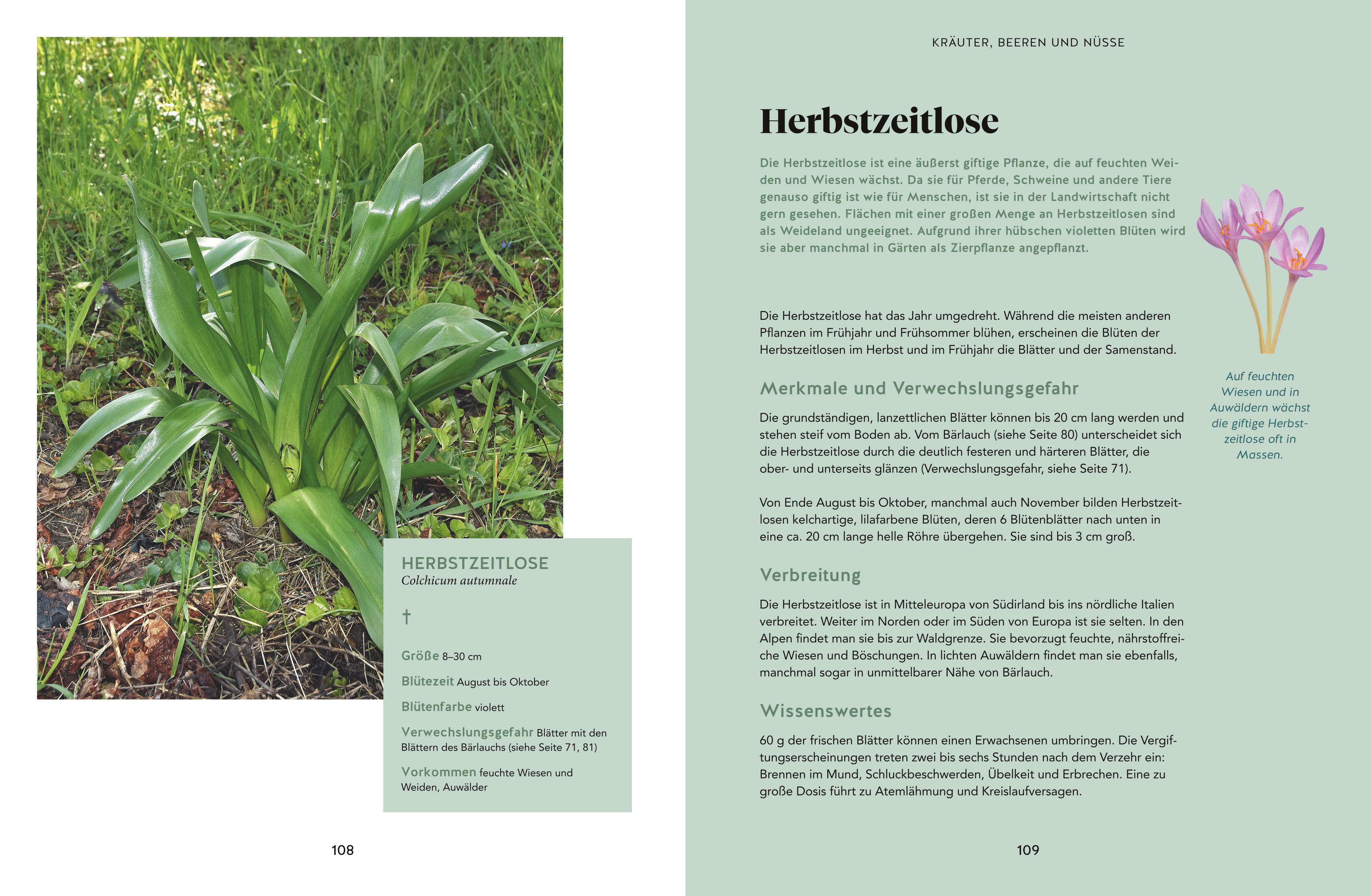 Beispielinhalt (Bild) Abenteuer Wald