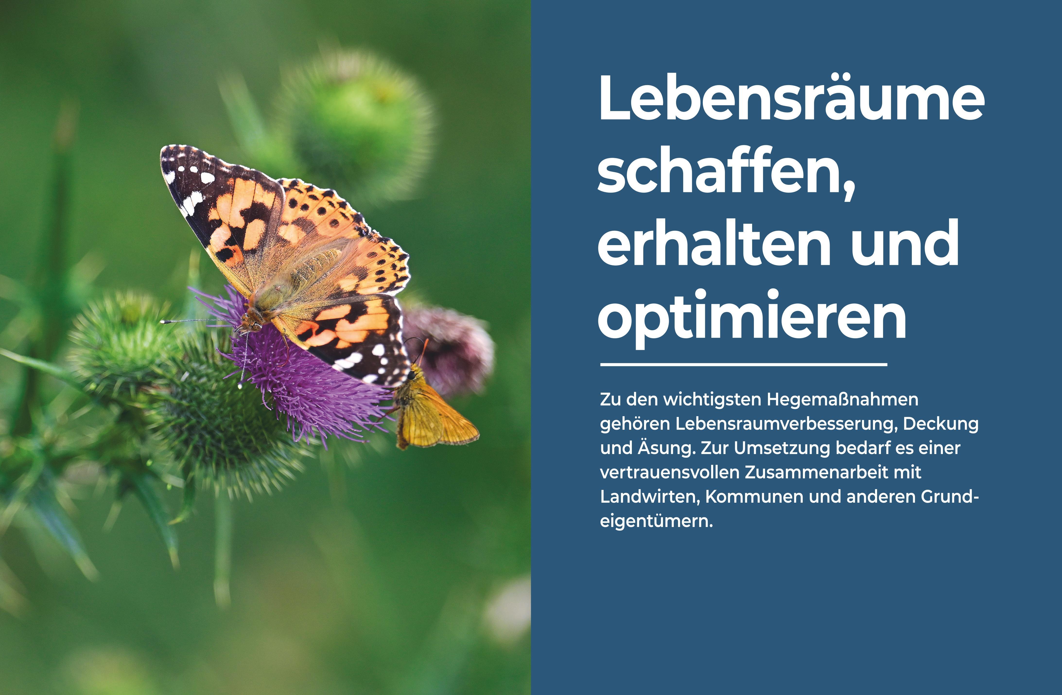 Beispielinhalt (Bild) Das große BLV Handbuch Niederwild