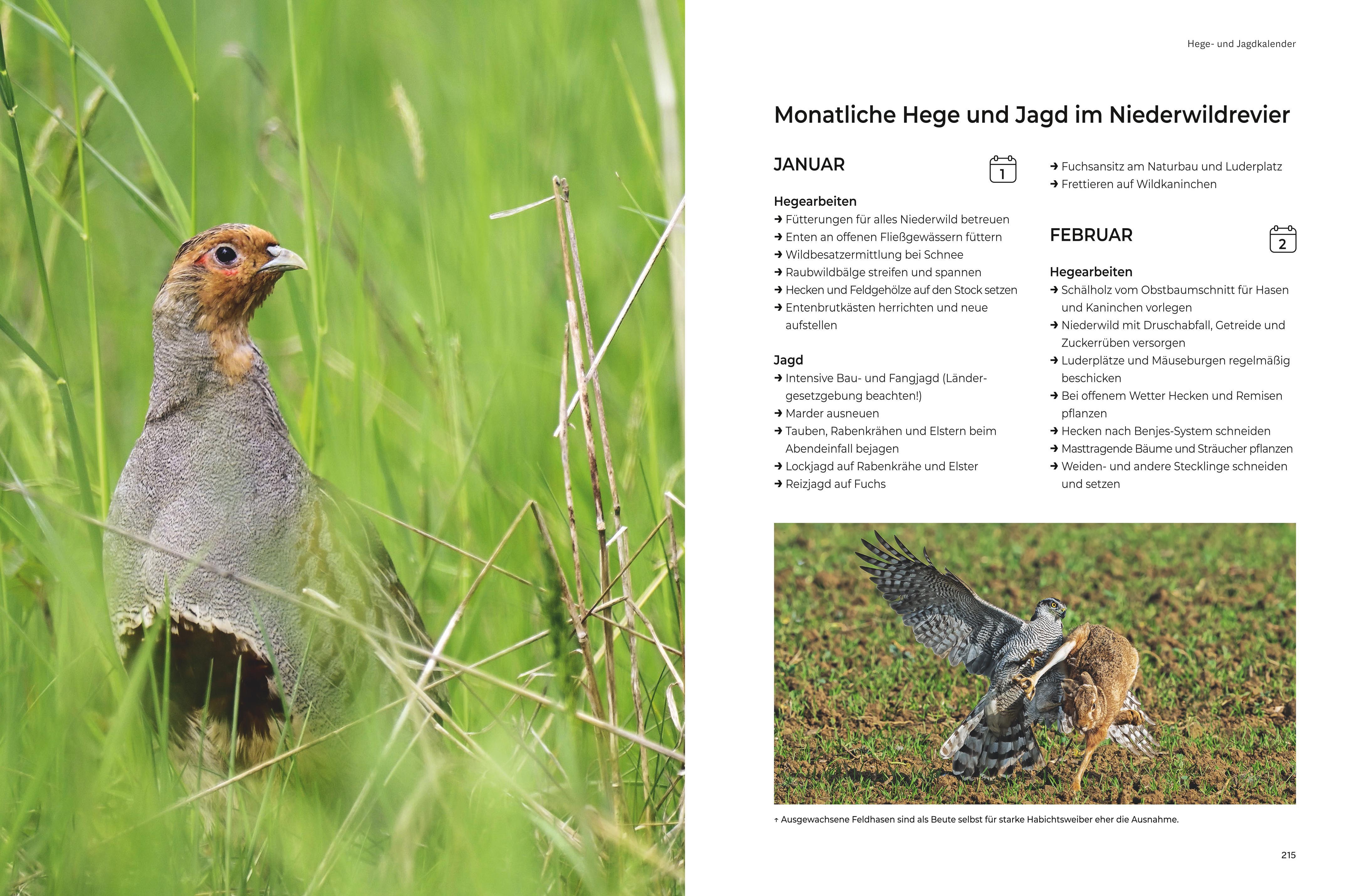 Beispielinhalt (Bild) Das große BLV Handbuch Niederwild