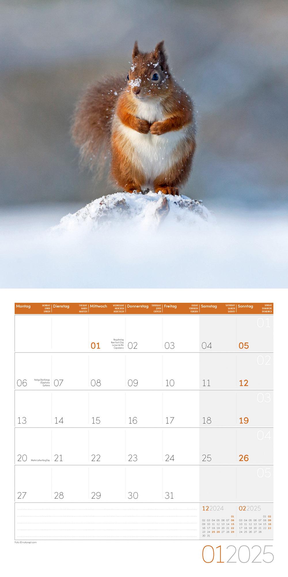 Beispielinhalt (Bild) Eichhörnchen Kalender 2025 - 30x30