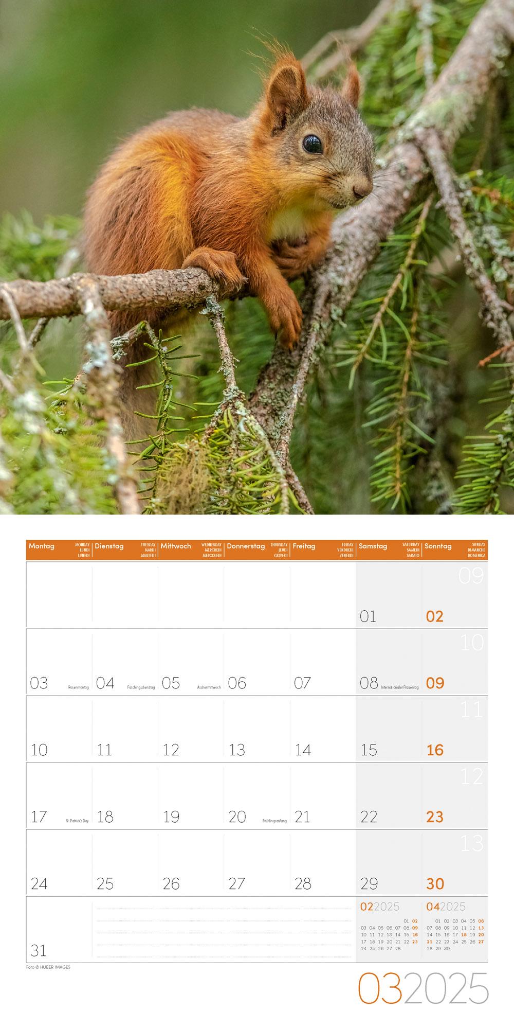 Beispielinhalt (Bild) Eichhörnchen Kalender 2025 - 30x30