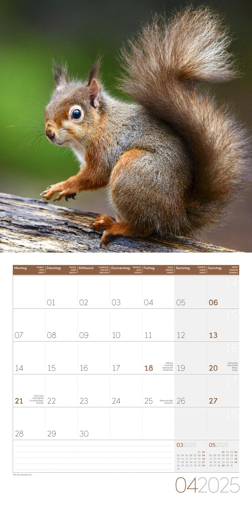 Beispielinhalt (Bild) Eichhörnchen Kalender 2025 - 30x30