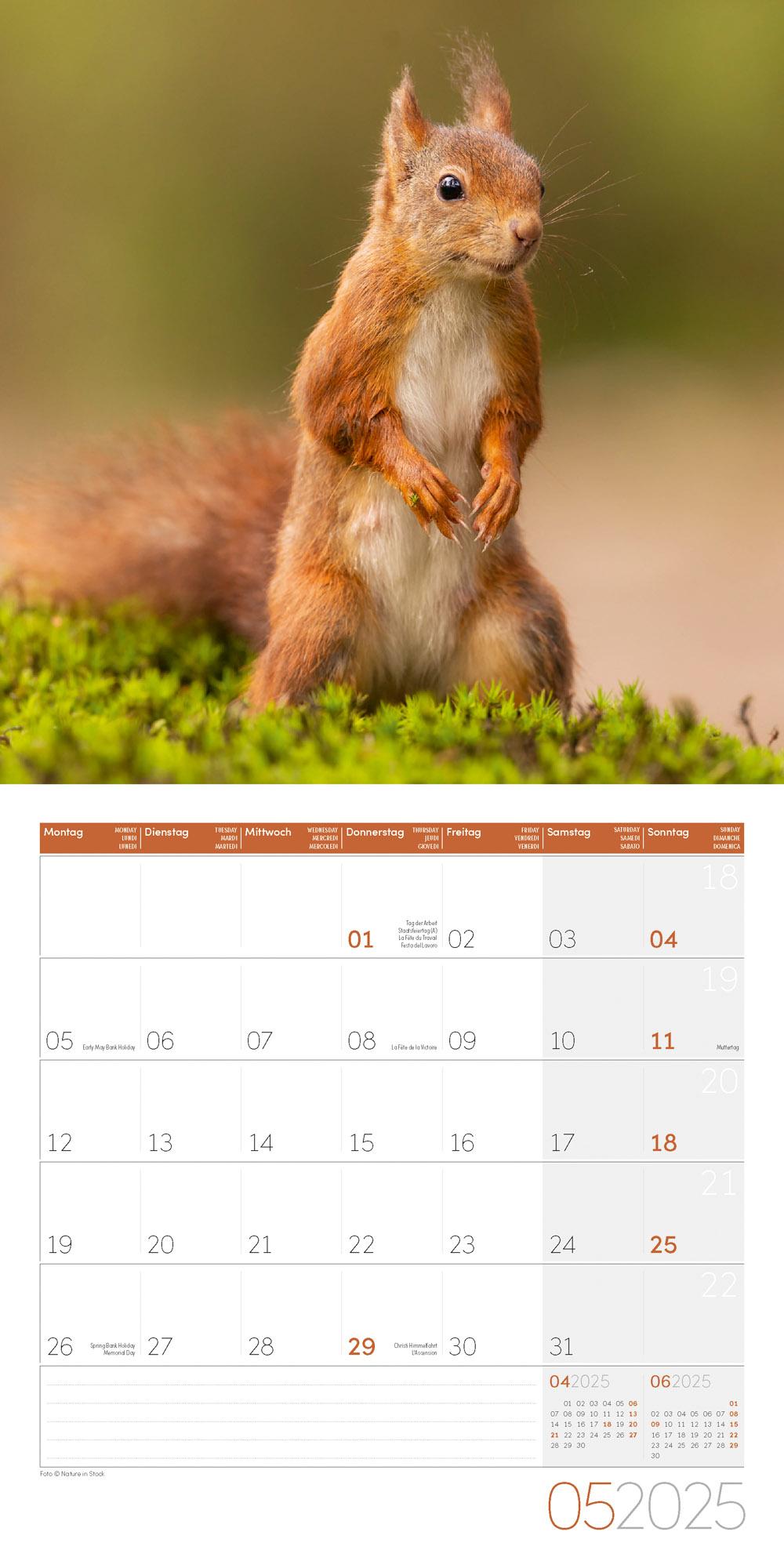 Beispielinhalt (Bild) Eichhörnchen Kalender 2025 - 30x30
