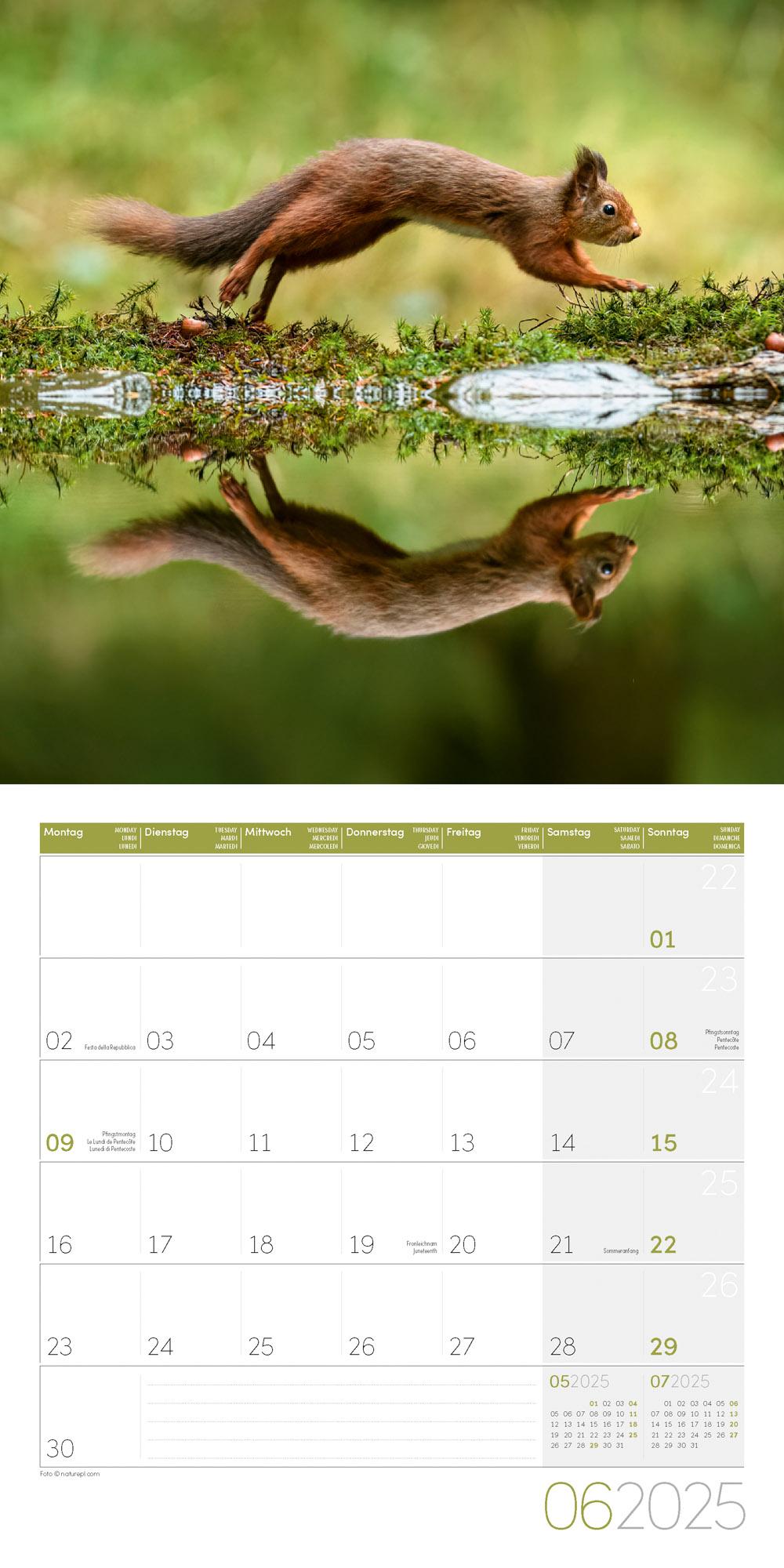 Beispielinhalt (Bild) Eichhörnchen Kalender 2025 - 30x30