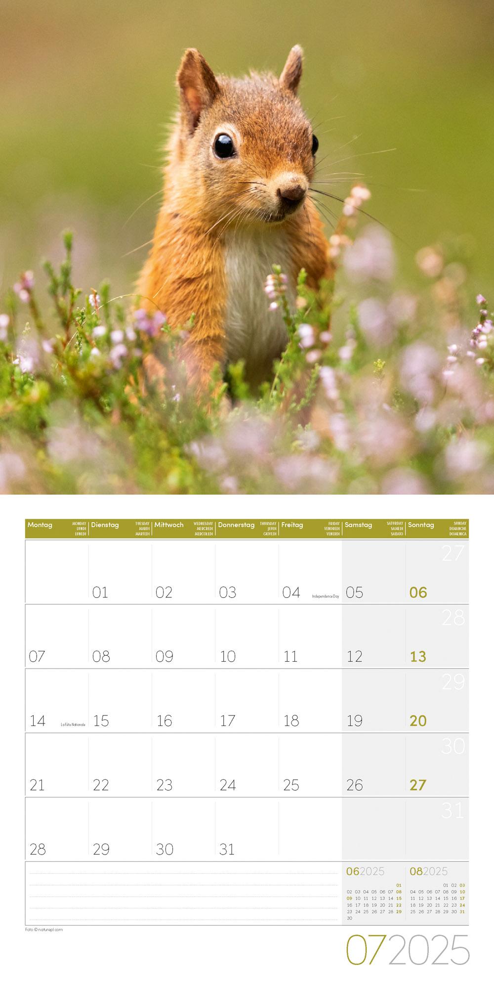 Beispielinhalt (Bild) Eichhörnchen Kalender 2025 - 30x30