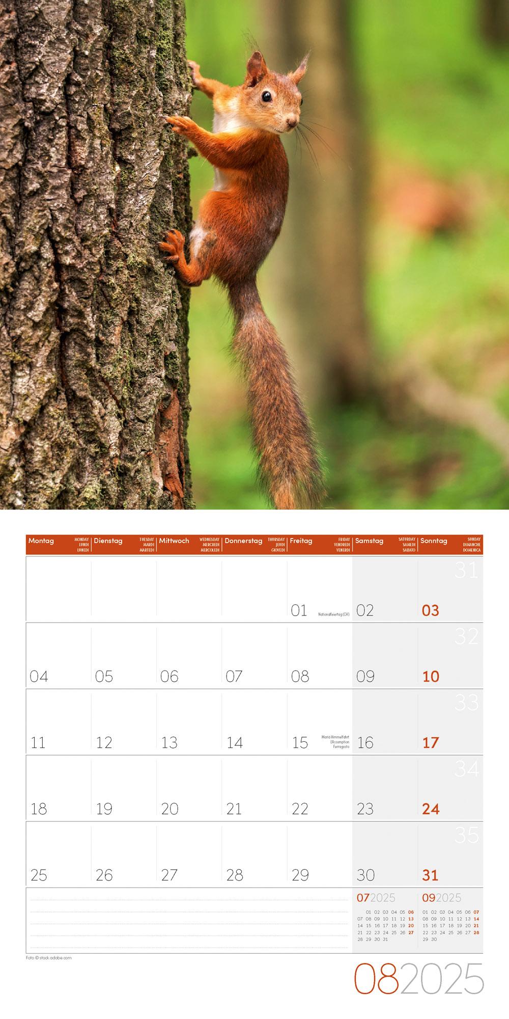 Beispielinhalt (Bild) Eichhörnchen Kalender 2025 - 30x30