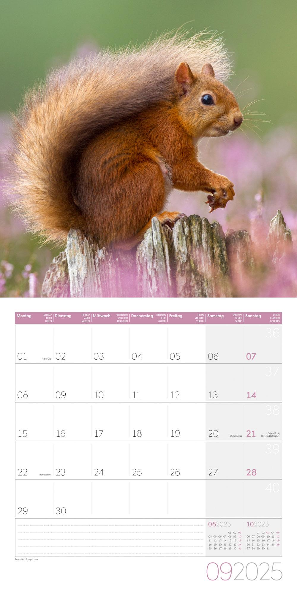 Beispielinhalt (Bild) Eichhörnchen Kalender 2025 - 30x30