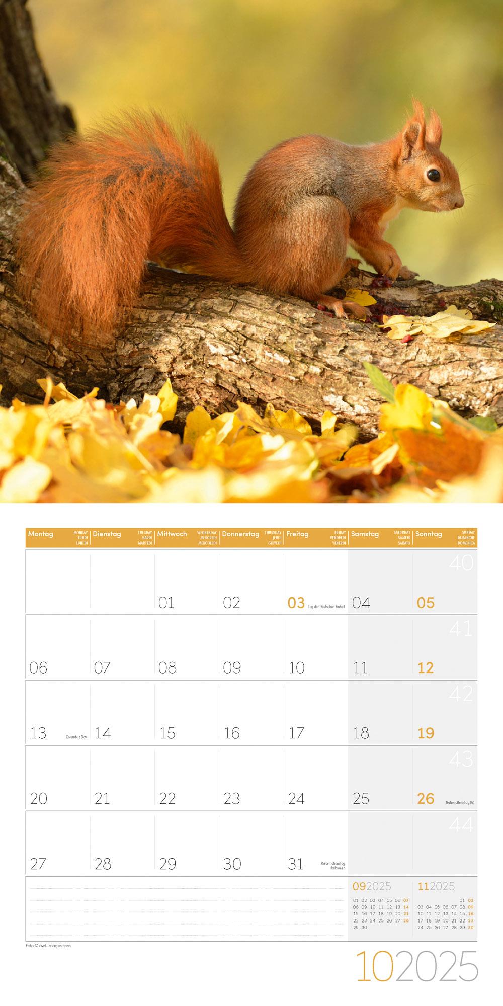 Beispielinhalt (Bild) Eichhörnchen Kalender 2025 - 30x30