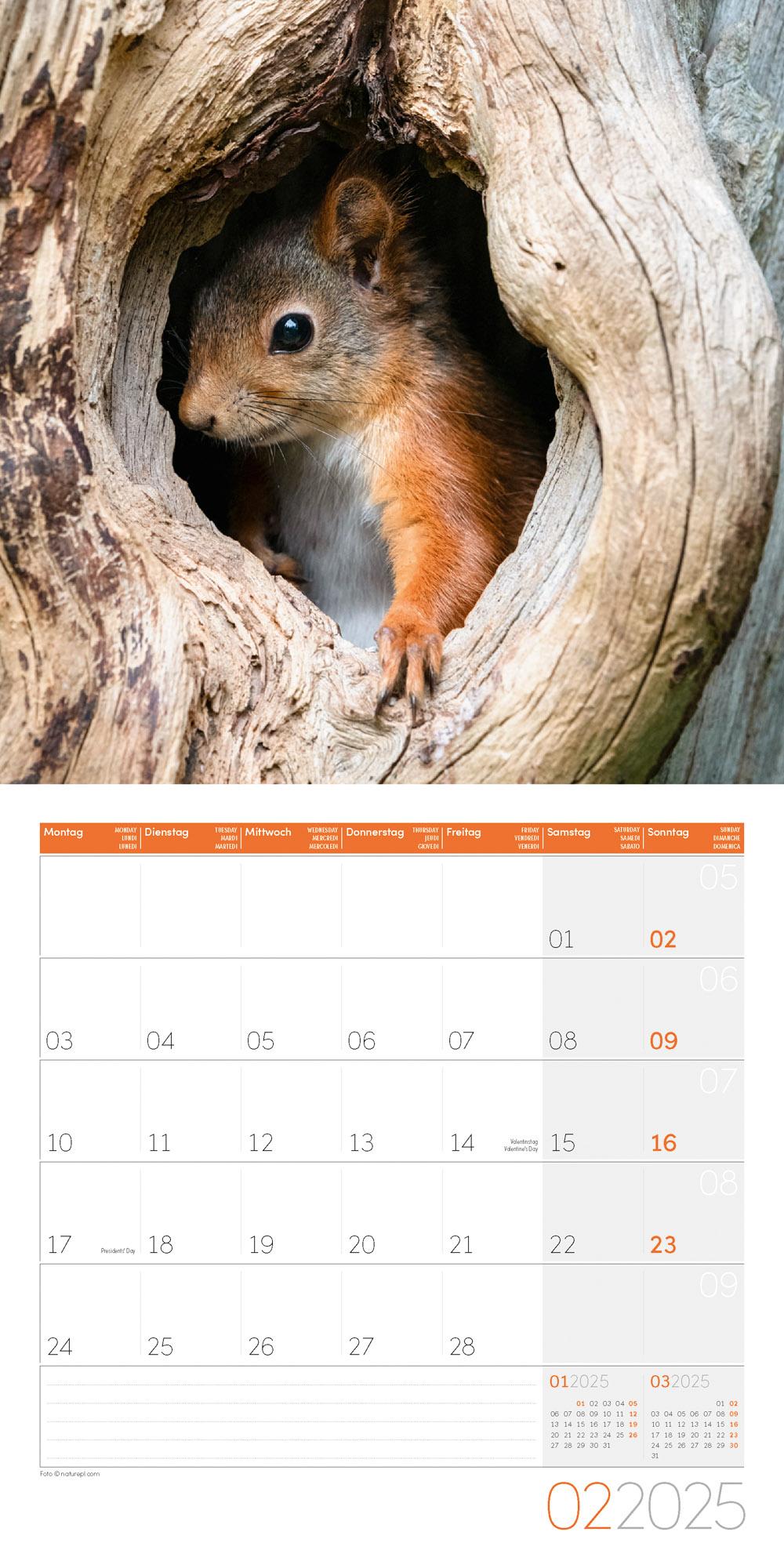 Beispielinhalt (Bild) Eichhörnchen Kalender 2025 - 30x30