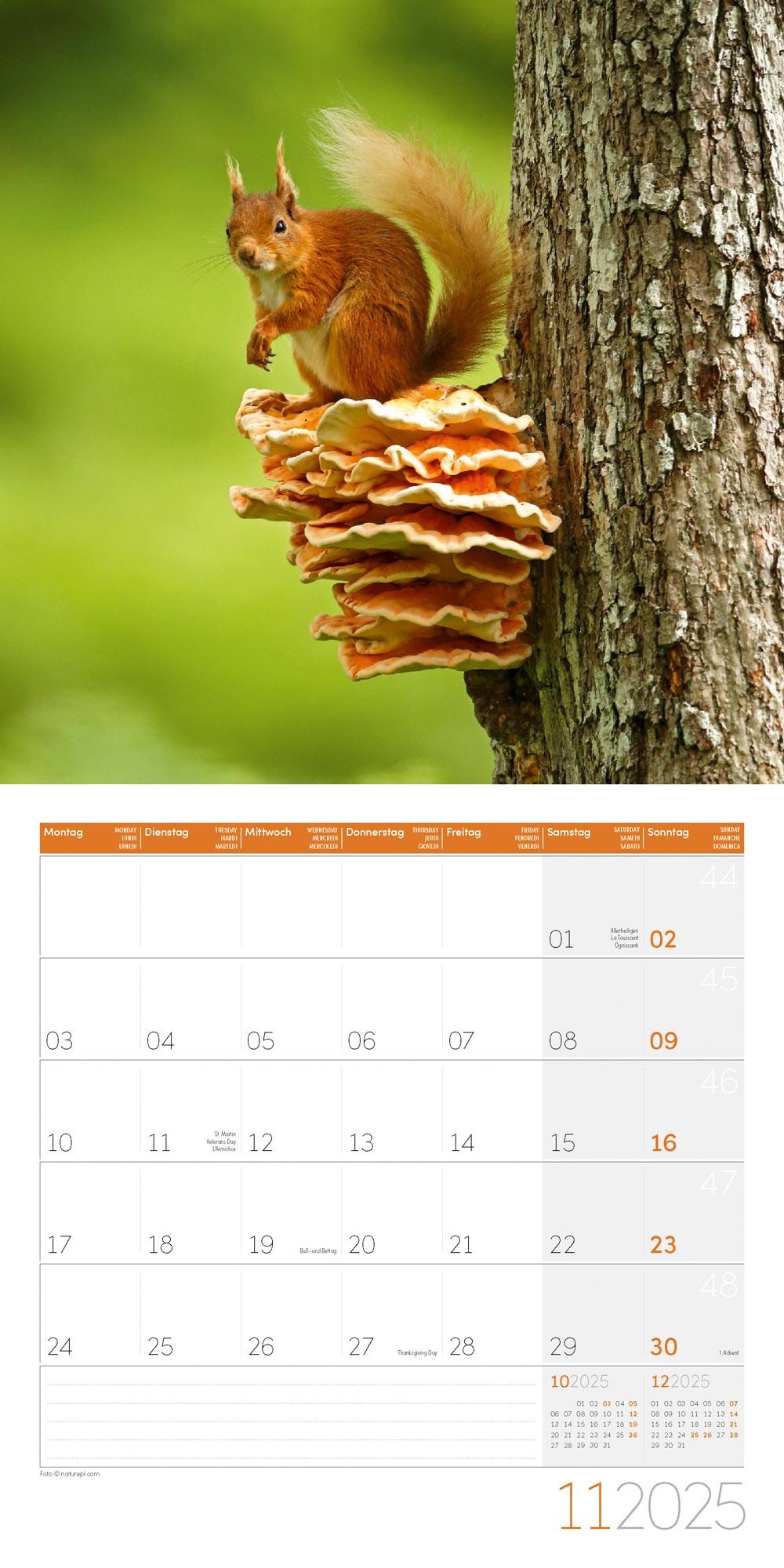 Beispielinhalt (Bild) Eichhörnchen Kalender 2025 - 30x30