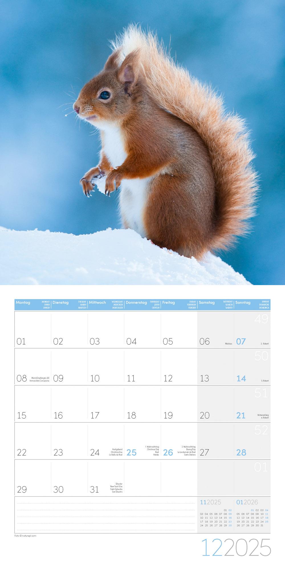 Beispielinhalt (Bild) Eichhörnchen Kalender 2025 - 30x30