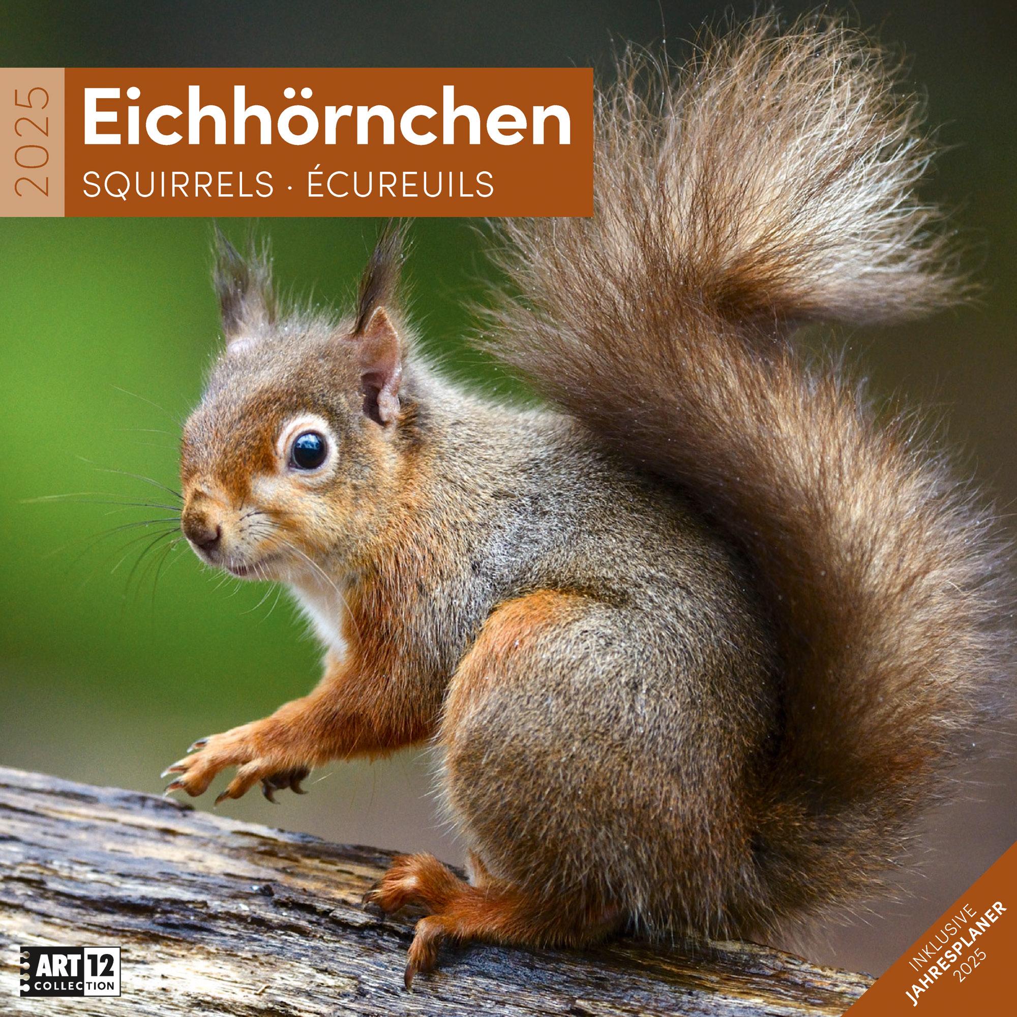 Vorderes Coverbild Eichhörnchen Kalender 2025 - 30x30