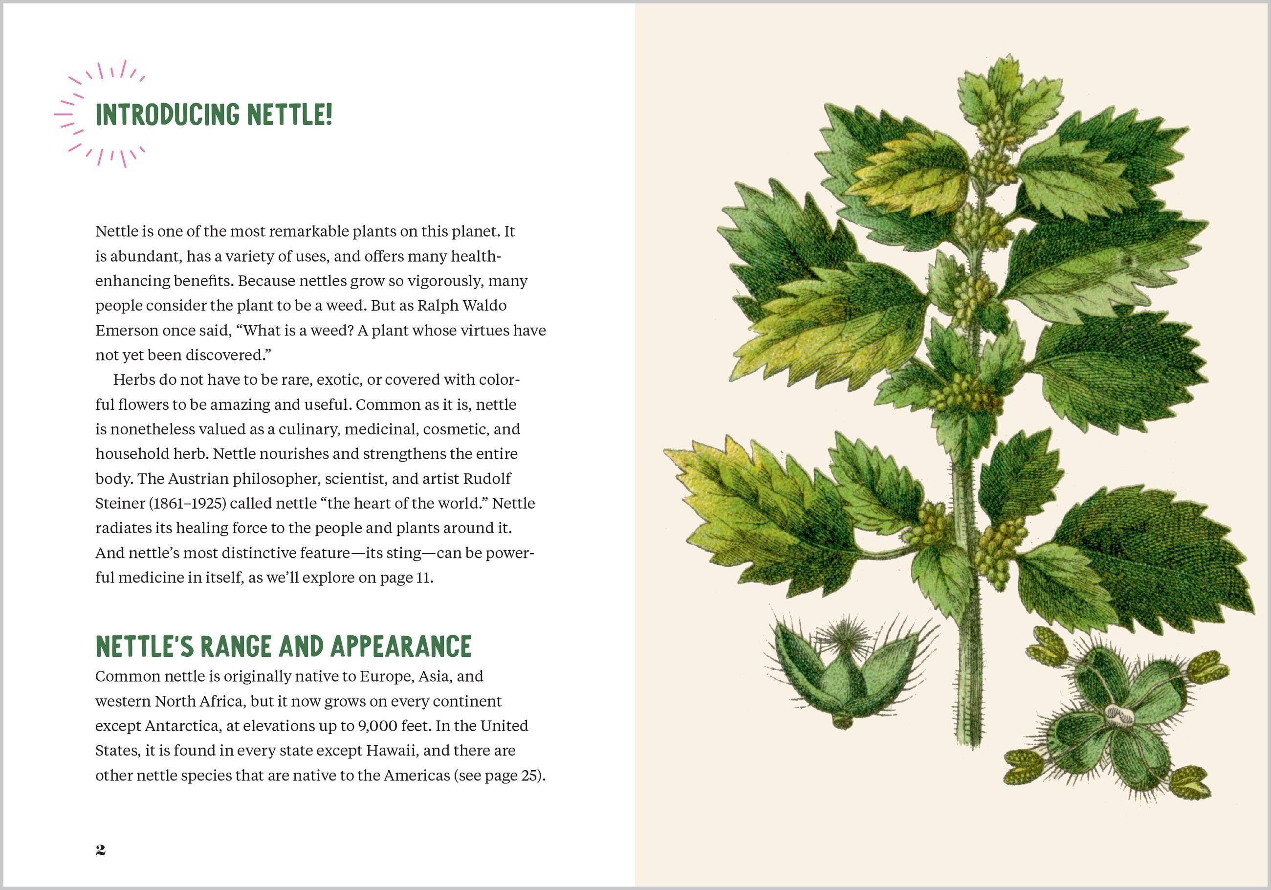 Beispielinhalt (Bild) Nettle Power