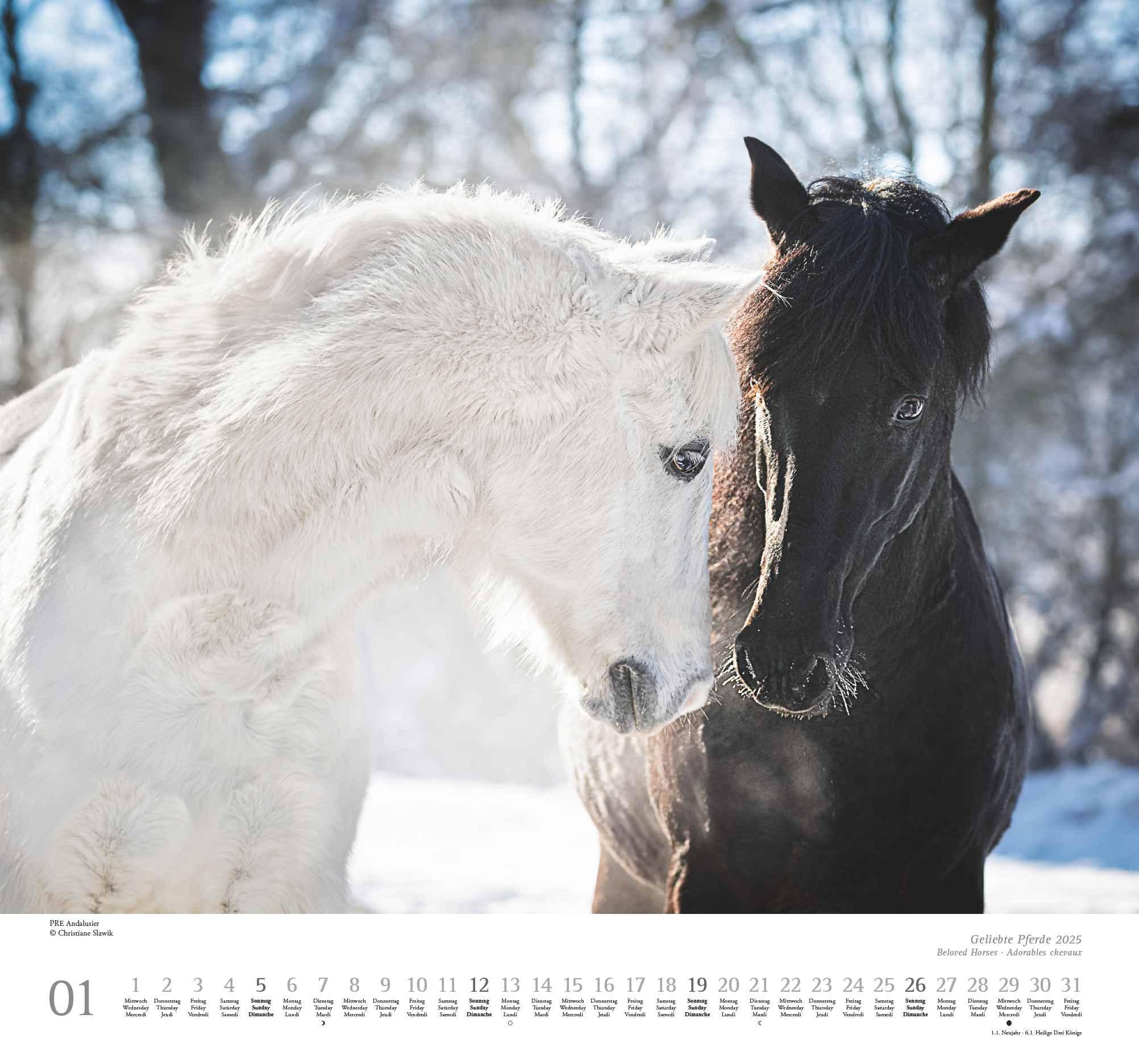 Beispielinhalt (Bild) Geliebte Pferde 2025 - DUMONT-Wandkalender - Pferdefotografie von Christiane Slawik Format - 38,0 x 35,5 cm