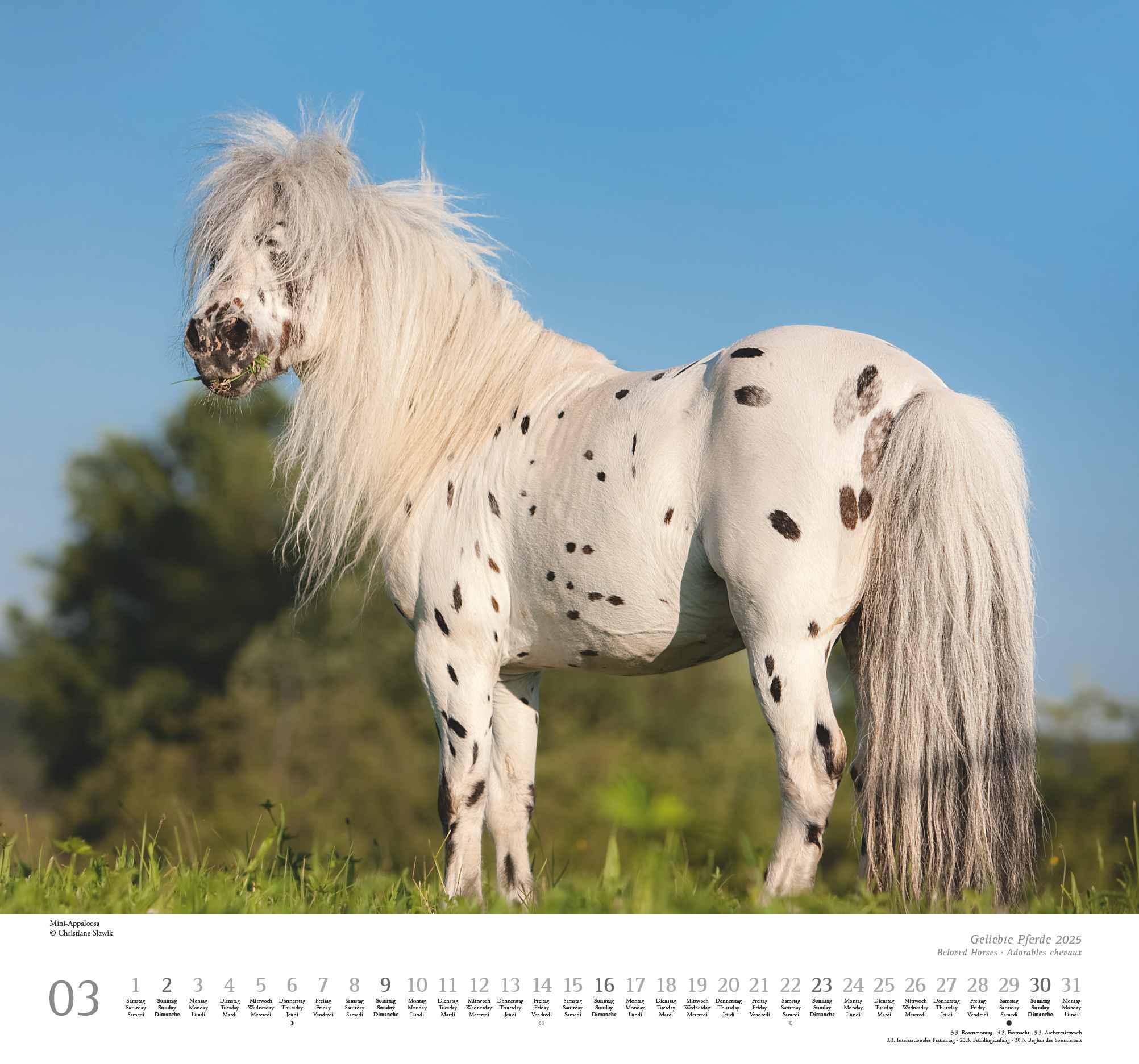 Beispielinhalt (Bild) Geliebte Pferde 2025 - DUMONT-Wandkalender - Pferdefotografie von Christiane Slawik Format - 38,0 x 35,5 cm