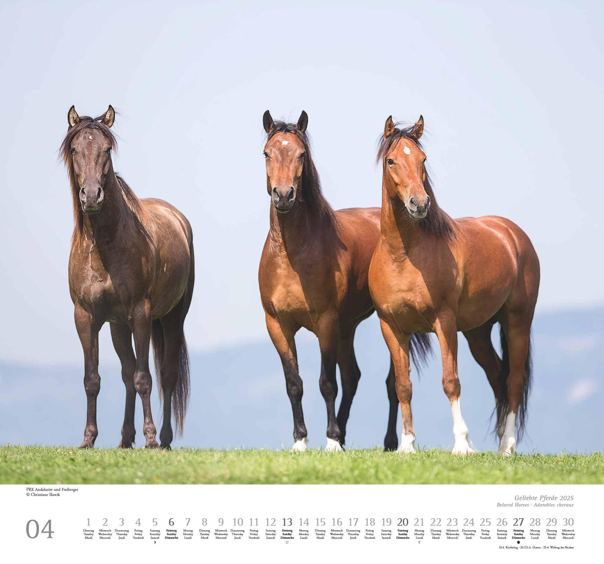 Beispielinhalt (Bild) Geliebte Pferde 2025 - DUMONT-Wandkalender - Pferdefotografie von Christiane Slawik Format - 38,0 x 35,5 cm