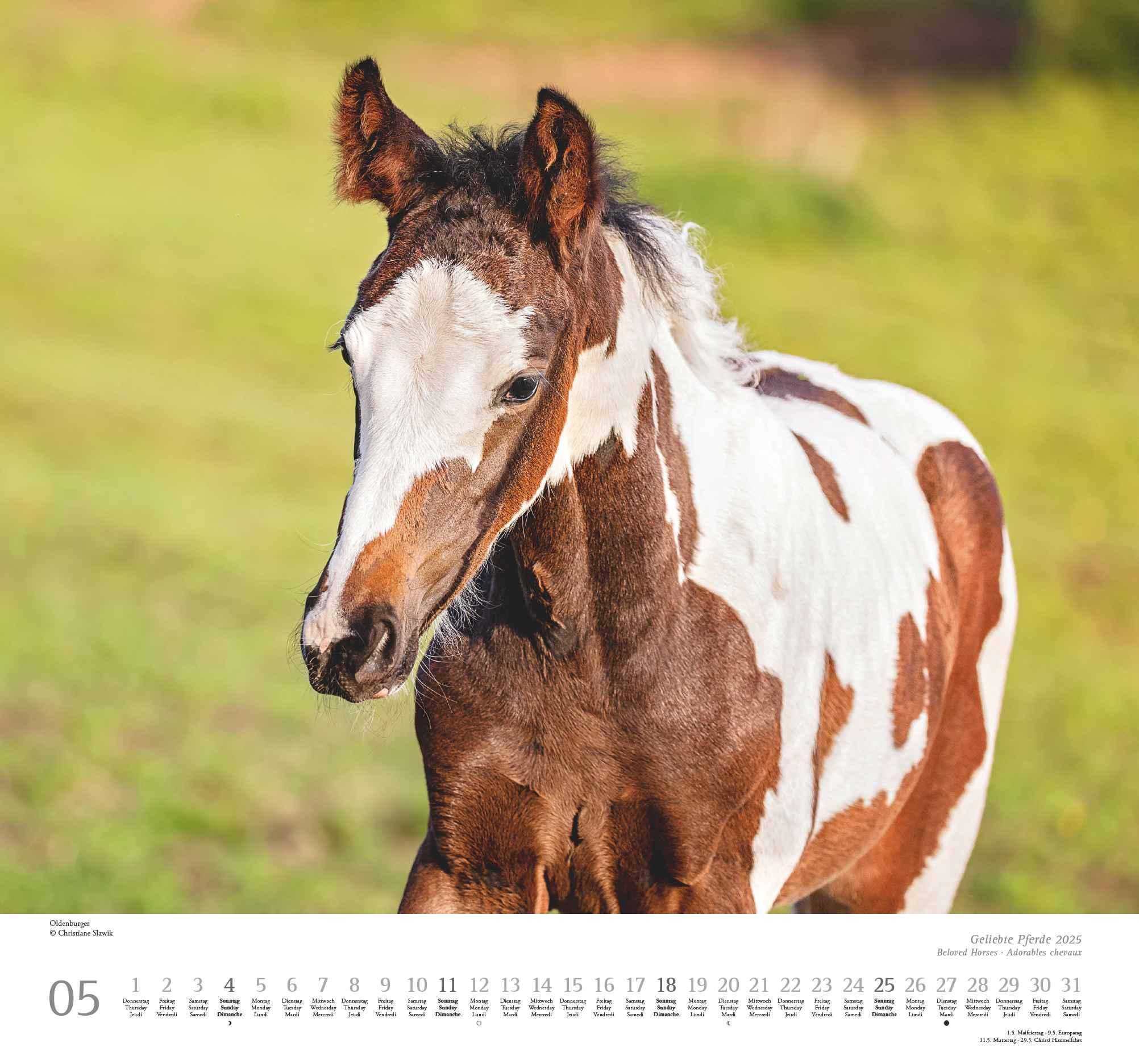 Beispielinhalt (Bild) Geliebte Pferde 2025 - DUMONT-Wandkalender - Pferdefotografie von Christiane Slawik Format - 38,0 x 35,5 cm