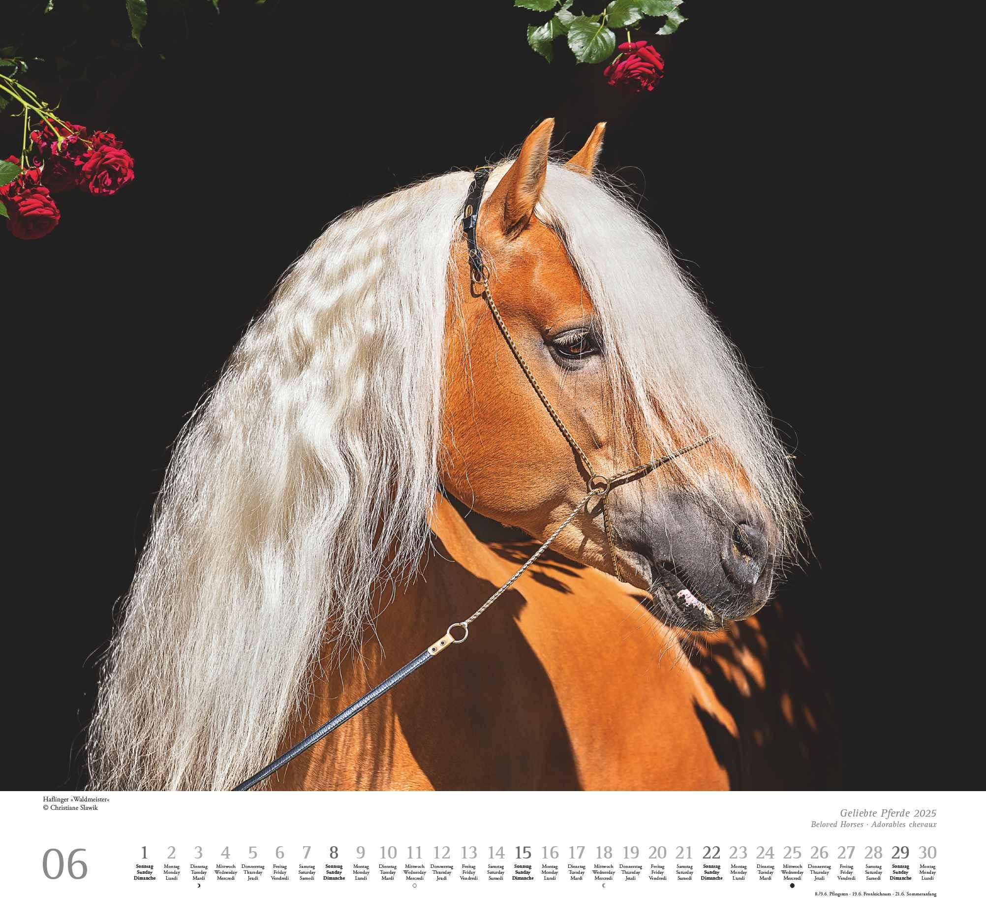 Beispielinhalt (Bild) Geliebte Pferde 2025 - DUMONT-Wandkalender - Pferdefotografie von Christiane Slawik Format - 38,0 x 35,5 cm