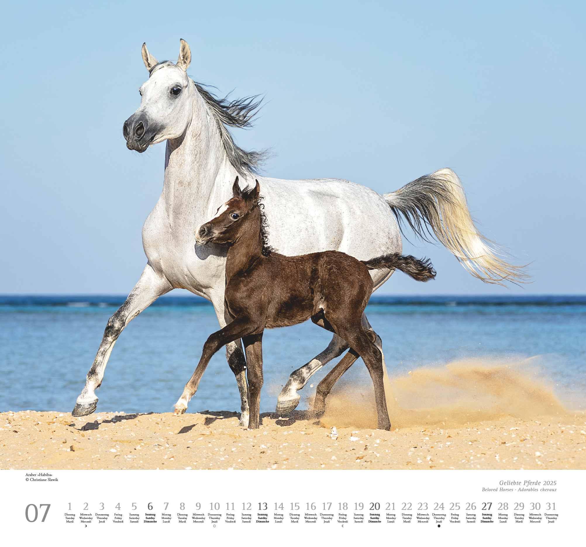 Beispielinhalt (Bild) Geliebte Pferde 2025 - DUMONT-Wandkalender - Pferdefotografie von Christiane Slawik Format - 38,0 x 35,5 cm