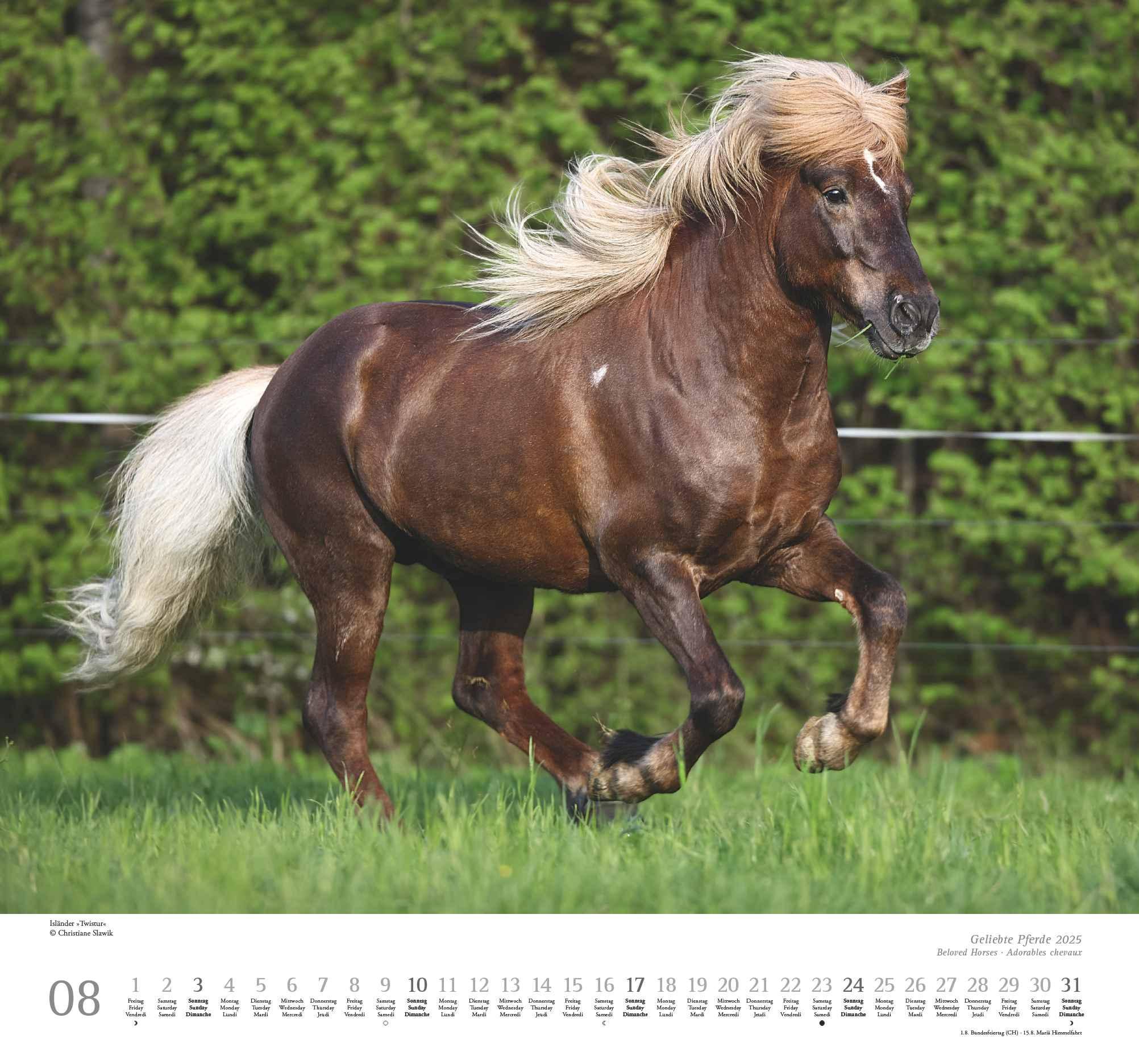 Beispielinhalt (Bild) Geliebte Pferde 2025 - DUMONT-Wandkalender - Pferdefotografie von Christiane Slawik Format - 38,0 x 35,5 cm