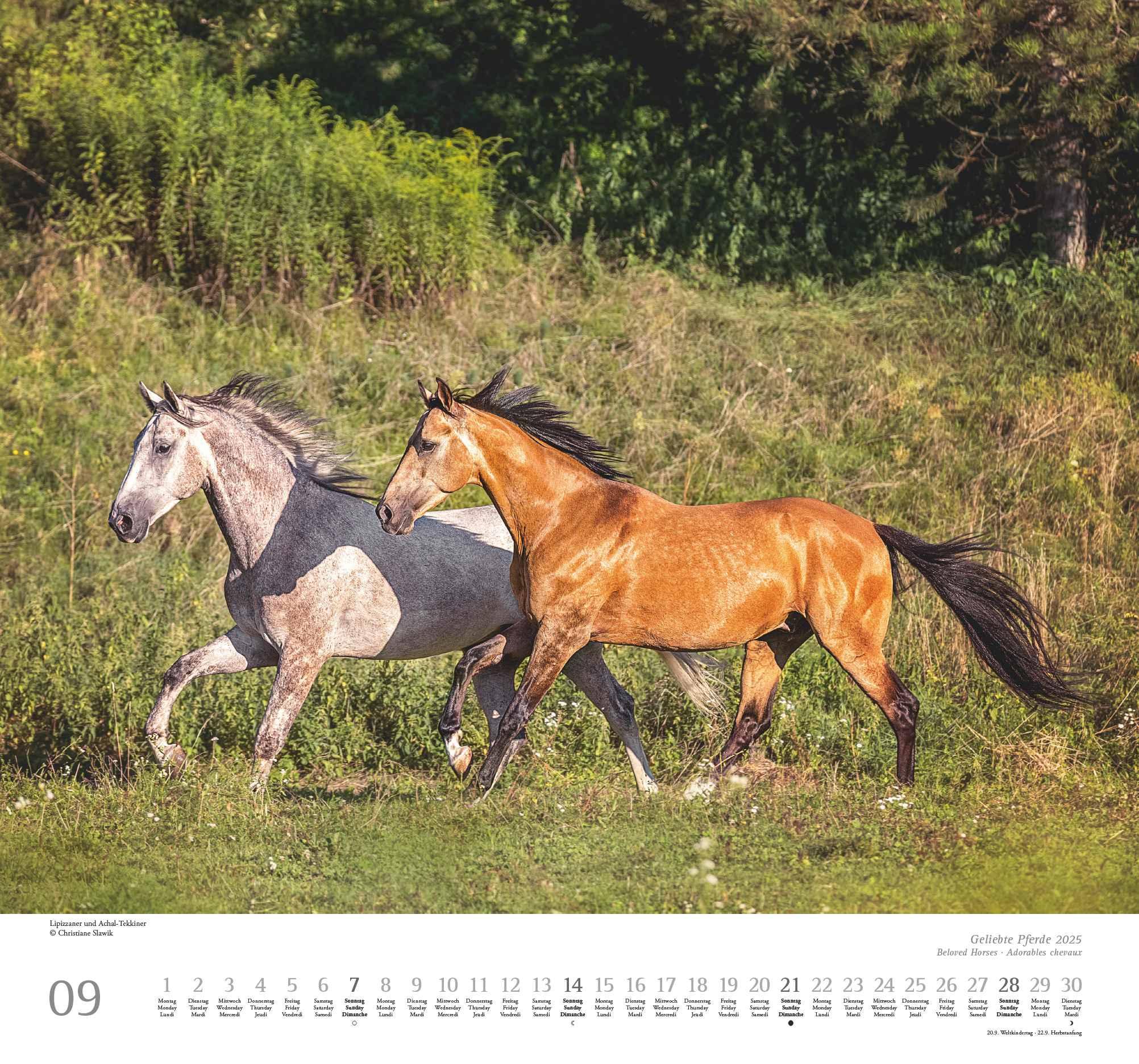 Beispielinhalt (Bild) Geliebte Pferde 2025 - DUMONT-Wandkalender - Pferdefotografie von Christiane Slawik Format - 38,0 x 35,5 cm