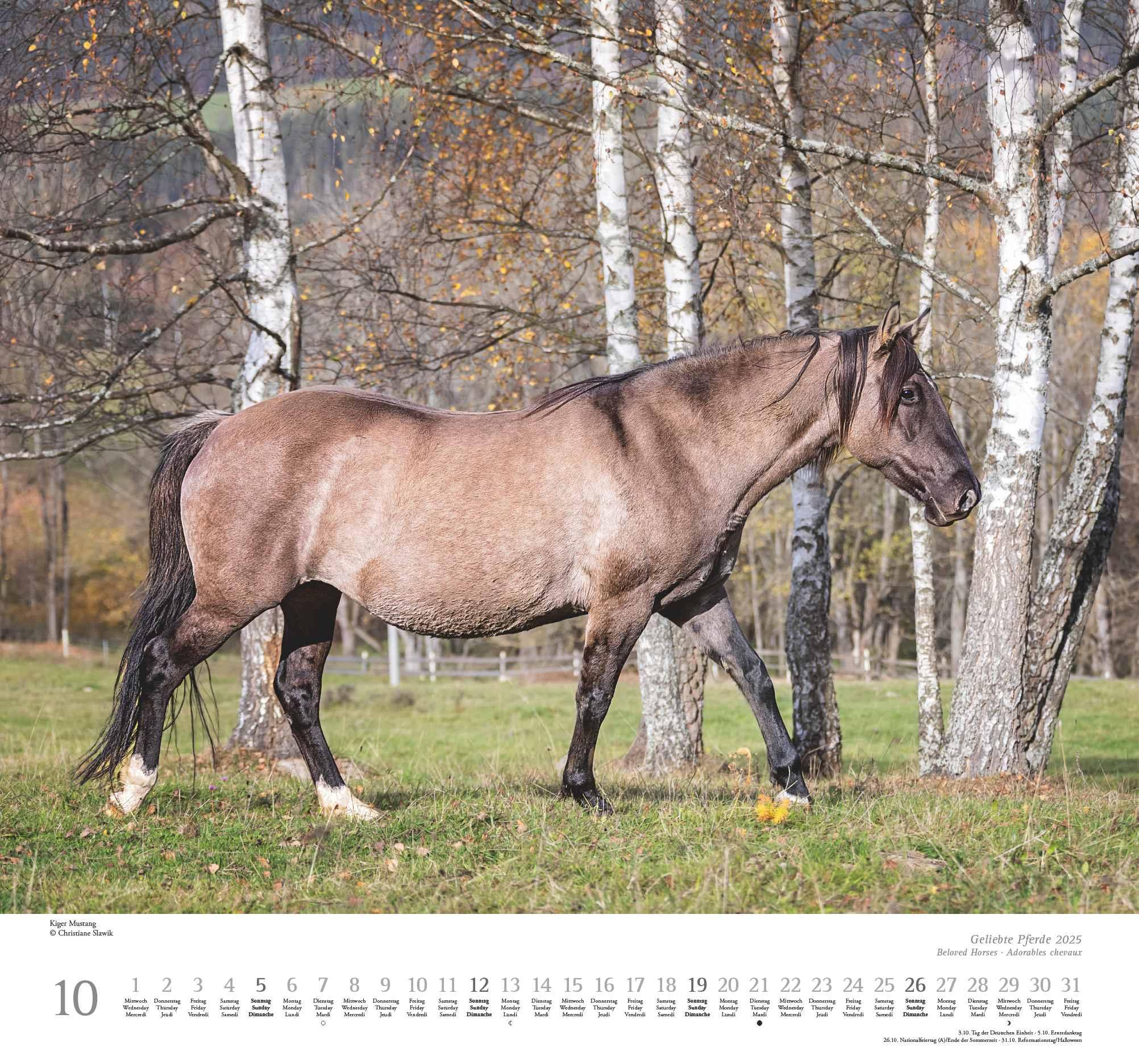 Beispielinhalt (Bild) Geliebte Pferde 2025 - DUMONT-Wandkalender - Pferdefotografie von Christiane Slawik Format - 38,0 x 35,5 cm