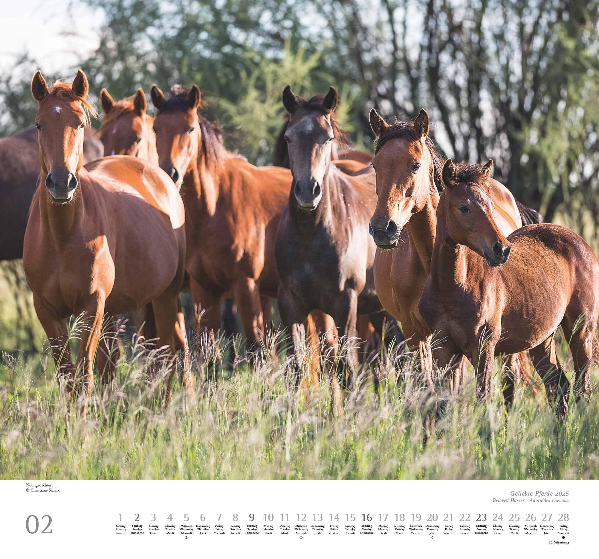Beispielinhalt (Bild) Geliebte Pferde 2025 - DUMONT-Wandkalender - Pferdefotografie von Christiane Slawik Format - 38,0 x 35,5 cm
