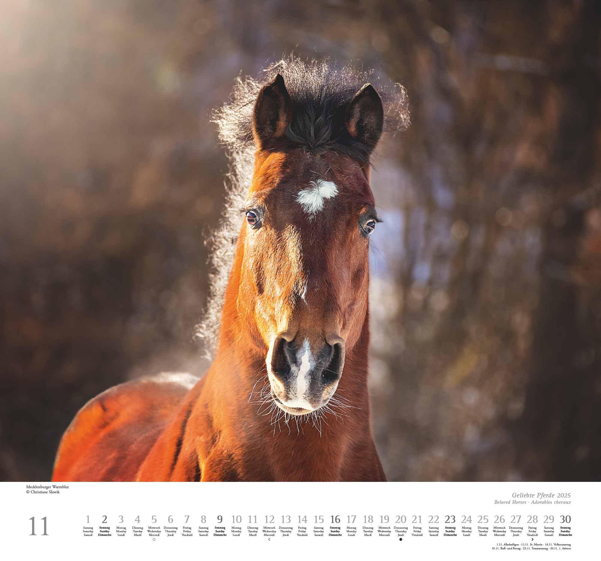 Beispielinhalt (Bild) Geliebte Pferde 2025 - DUMONT-Wandkalender - Pferdefotografie von Christiane Slawik Format - 38,0 x 35,5 cm