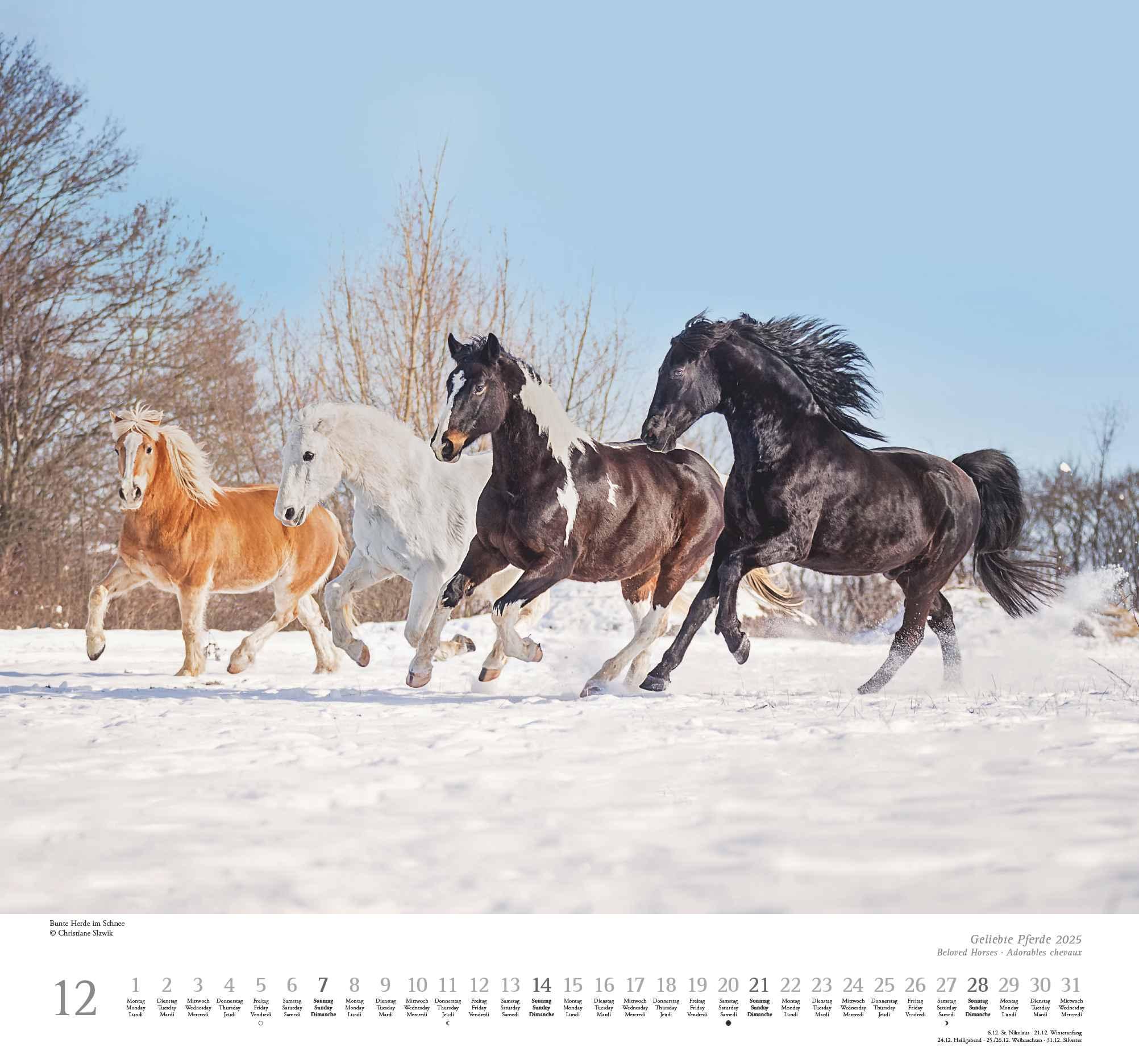 Beispielinhalt (Bild) Geliebte Pferde 2025 - DUMONT-Wandkalender - Pferdefotografie von Christiane Slawik Format - 38,0 x 35,5 cm