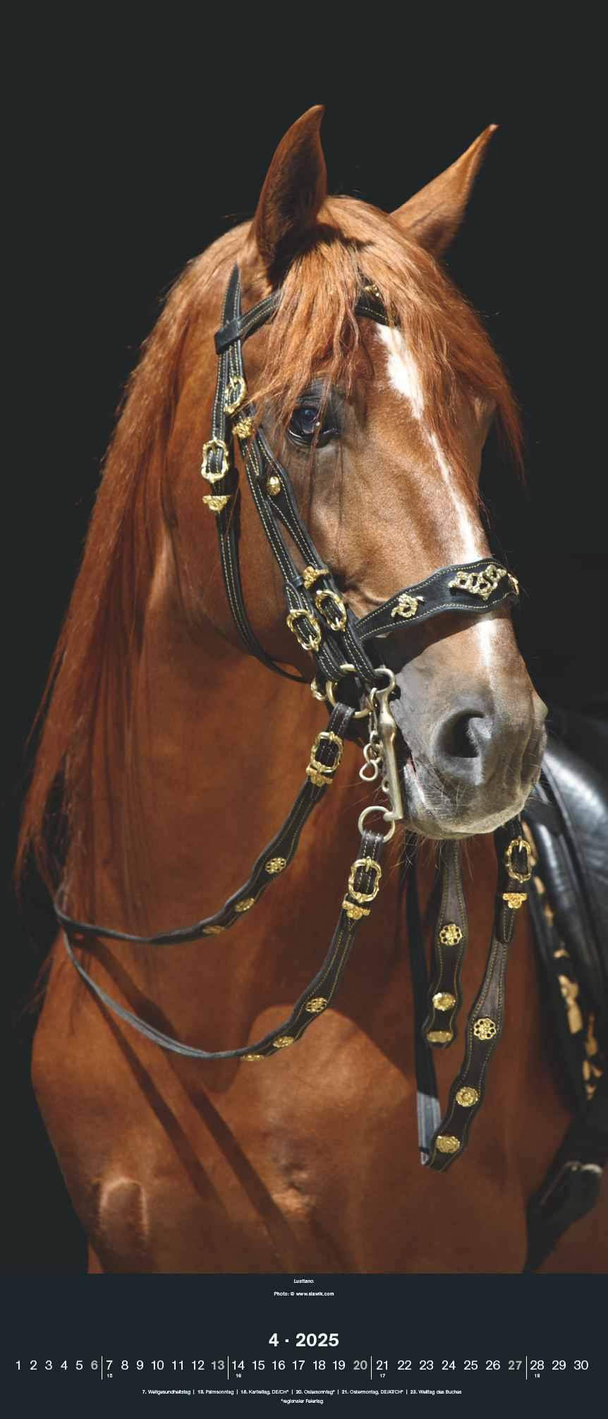 Beispielinhalt (Bild) Beautiful Horses 2025 - Foto-Kalender - Wand-Kalender - 30x70