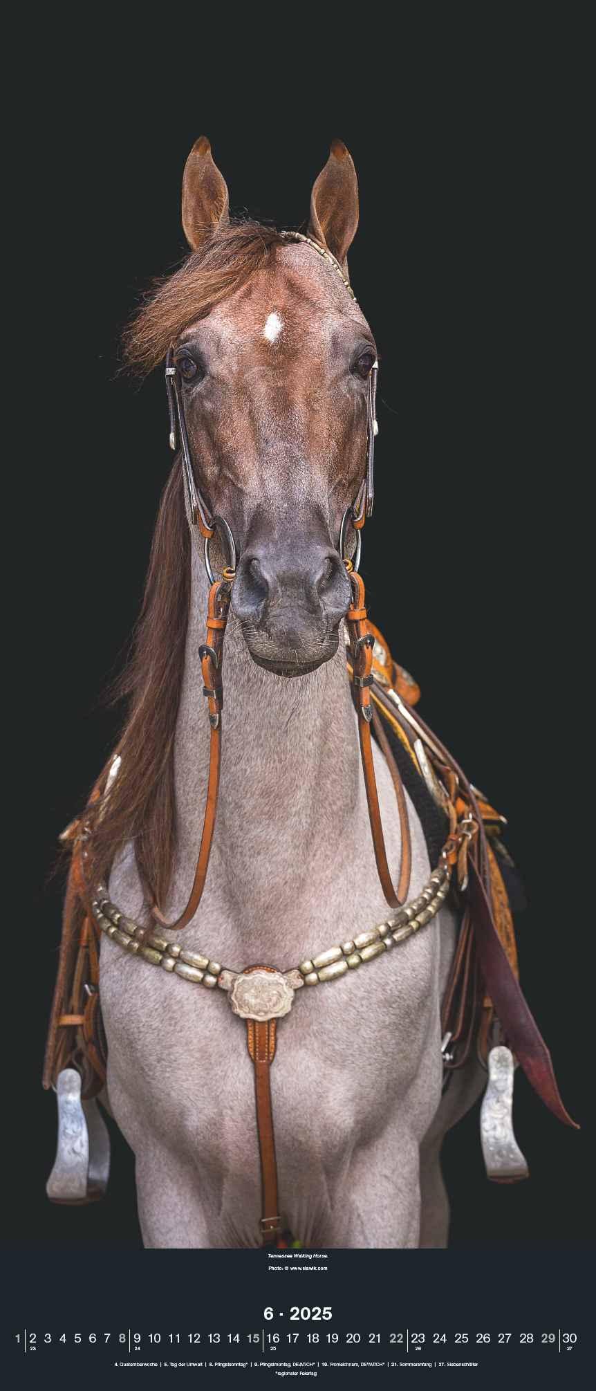 Beispielinhalt (Bild) Beautiful Horses 2025 - Foto-Kalender - Wand-Kalender - 30x70