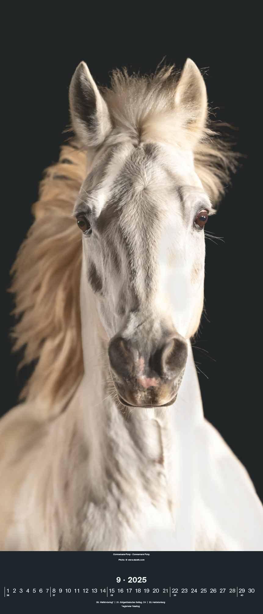 Beispielinhalt (Bild) Beautiful Horses 2025 - Foto-Kalender - Wand-Kalender - 30x70