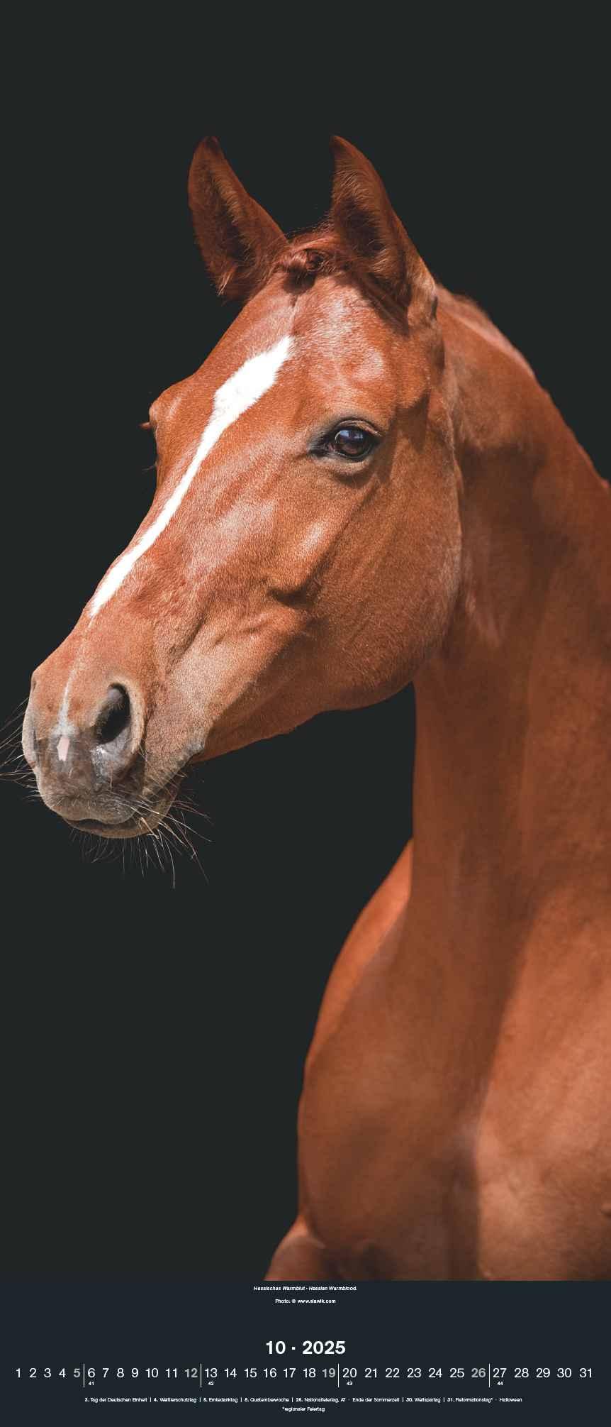Beispielinhalt (Bild) Beautiful Horses 2025 - Foto-Kalender - Wand-Kalender - 30x70