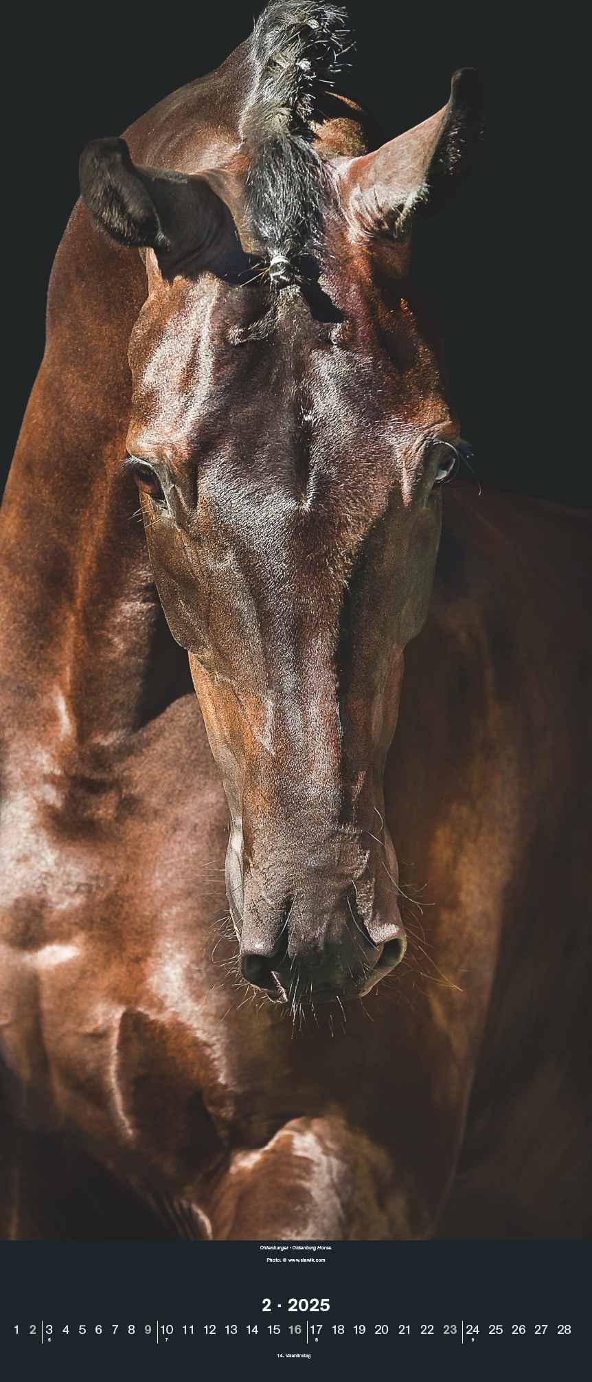 Beispielinhalt (Bild) Beautiful Horses 2025 - Foto-Kalender - Wand-Kalender - 30x70