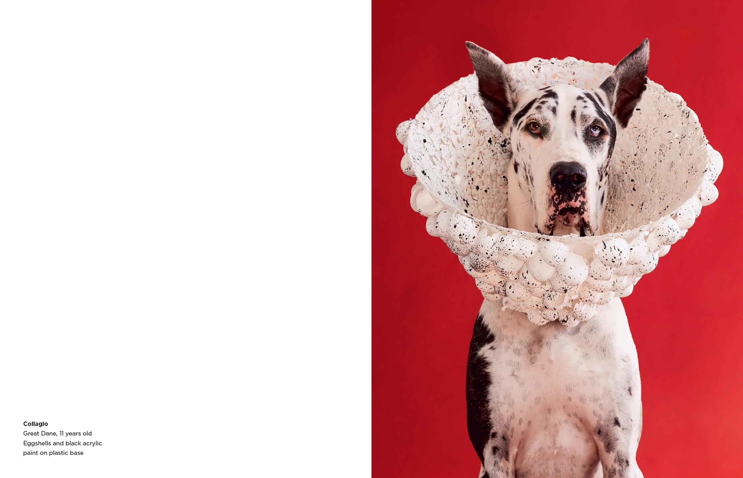 Beispielinhalt (Bild) Cone of Shame
